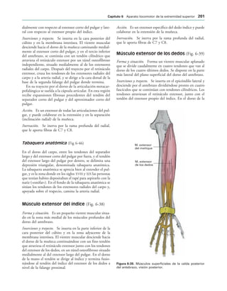 M. extensor
del meñique
M. extensor
de los dedos
IGURA   Músculos superficiales de la celda posterior
del antebrazo, visión posterior.
dialmente con respecto al extensor corto del pulgar y late-
ral con respecto al extensor propio del índice.
Inserciones y trayecto. Se inserta en la cara posterior del
cúbito y en la membrana interósea. El vientre muscular
desciende hacia el dorso de la muñeca caminando medial-
mente al extensor corto del pulgar, y en el tercio inferior
del antebrazo, se continúa con un tendón cilíndrico que
atraviesa el retináculo extensor por un túnel osteofibroso
independiente, situado medialmente al de los extensores
radiales del carpo. Después del trayecto por el retináculo
extensor, cruza los tendones de los extensores radiales del
carpo y a la arteria radial, y se dirige a la cara dorsal de la
base de la segunda falange del pulgar donde termina.
En su trayecto por el dorso de la articulación metacar-
pofalángica se suelda a la cápsula articular. En esta región
recibe expansiones fibrosas procedentes del tendón del
separador corto del pulgar y del aproximador corto del
pulgar.
Acción. Es un extensor de todas las articulaciones del pul-
gar, y puede colaborar en la extensión y en la separación
(inclinación radial) de la muñeca.
Inervación. Se inerva por la rama profunda del radial,
que le aporta fibras de C7 y C8.
Tabaquera anatómica (Fig 6-46)
En el dorso del carpo, entre los tendones del separador
largo y del extensor corto del pulgar por fuera, y el tendón
del extensor largo del pulgar por dentro, se delimita una
depresión triangular, denominada tabaquera anatómica.
La tabaquera anatómica se aprecia bien al extender el pul-
gar, y es la zona donde en los siglos XVIII y XIX las personas
que tenían habito depositaban el rapé para aspirarlo con la
nariz («esnifar»). En el fondo de la tabaquera anatómica se
sitúan los tendones de los extensores radiales del carpo y,
apoyada sobre el trapecio, camina la arteria radial.
Músculo extensor del índice (Fig. 6-38)
Forma y situación. Es un pequeño vientre muscular situa-
do en la zona más medial de los músculos profundos del
dorso del antebrazo.
Inserciones y trayecto. Se inserta en la parte inferior de la
cara posterior del cúbito y en la zona adyacente de la
membrana interósea. El vientre muscular desciende hacia
el dorso de la muñeca continuándose con un fino tendón
que atraviesa el retináculo extensor junto con los tendones
del extensor de los dedos, en un túnel osteofibroso situado
medialmente al del extensor largo del pulgar. En el dorso
de la mano el tendón se dirige al índice y termina fusio-
nándose al tendón del índice del extensor de los dedos a
nivel de la falange proximal.
Acción. Es un extensor específico del dedo índice y puede
colaborar en la extensión de la muñeca.
Inervación. Se inerva por la rama profunda del radial,
que le aporta fibras de C7 y C8.
Músculo extensor de los dedos (Fig. 6-39)
Forma y situación. Forma un vientre muscular aplanado
que se divide caudalmente en cuatro tendones que van al
dorso de los cuatro últimos dedos. Se dispone en la parte
más lateral del plano superficial del dorso del antebrazo.
Inserciones y trayecto. Se inserta en el epicóndilo lateral y
desciende por el antebrazo dividiéndose pronto en cuatro
fascículos que se continúan con tendones cilíndricos. Los
tendones atraviesan el retináculo extensor, junto con el
tendón del extensor propio del índice. En el dorso de la
#APÓTULO  Aparato locomotor de la extremidad superior 
 