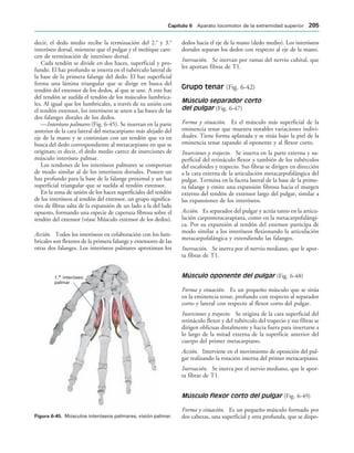 1. interóseo
palmar
er
IGURA   Músculos interóseos palmares, visión palmar.
decir, el dedo medio recibe la terminación del 2.o
y 3.o
interóseo dorsal, mientras que el pulgar y el meñique care-
cen de terminación de interóseo dorsal.
Cada tendón se divide en dos haces, superficial y pro-
fundo. El haz profundo se inserta en el tubérculo lateral de
la base de la primera falange del dedo. El haz superficial
forma una lámina triangular que se dirige en busca del
tendón del extensor de los dedos, al que se une. A este haz
del tendón se suelda el tendón de los músculos lumbrica-
les. Al igual que los lumbricales, a través de su unión con
el tendón extensor, los interóseos se unen a las bases de las
dos falanges distales de los dedos.
—Interóseos palmares (Fig. 6-45). Se insertan en la parte
anterior de la cara lateral del metacarpiano más alejado del
eje de la mano y se continúan con un tendón que va en
busca del dedo correspondiente al metacarpiano en que se
originan; es decir, el dedo medio carece de inserciones de
músculo interóseo palmar.
Los tendones de los interóseos palmares se comportan
de modo similar al de los interóseos dorsales. Poseen un
haz profundo para la base de la falange proximal y un haz
superficial triangular que se suelda al tendón extensor.
En la zona de unión de los haces superficiales del tendón
de los interóseos al tendón del extensor, un grupo significa-
tivo de fibras salta de la expansión de un lado a la del lado
opuesto, formando una especie de caperuza fibrosa sobre el
tendón del extensor (véase Músculo extensor de los dedos).
Acción. Todos los interóseos en colaboración con los lum-
bricales son flexores de la primera falange y extensores de las
otras dos falanges. Los interóseos palmares aproximan los
dedos hacia el eje de la mano (dedo medio). Los interóseos
dorsales separan los dedos con respecto al eje de la mano.
Inervación. Se inervan por ramas del nervio cubital, que
les aportan fibras de T1.
Grupo tenar (Fig. 6-42)
Músculo separador corto
del pulgar (Fig. 6-47)
Forma y situación. Es el músculo más superficial de la
eminencia tenar que muestra notables variaciones indivi-
duales. Tiene forma aplanada y se sitúa bajo la piel de la
eminencia tenar tapando al oponente y al flexor corto.
Inserciones y trayecto. Se inserta en la parte externa y su-
perficial del retináculo flexor y también de los tubérculos
del escafoides y trapecio. Sus fibras se dirigen en dirección
a la cara externa de la articulación metacarpofalángica del
pulgar. Termina en la faceta lateral de la base de la prime-
ra falange y emite una expansión fibrosa hacia el margen
externo del tendón de extensor largo del pulgar, similar a
las expansiones de los interóseos.
Acción. Es separador del pulgar y actúa tanto en la articu-
lación carpometacarapiana, como en la metacarpofalángi-
ca. Por su expansión al tendón del extensor participa de
modo similar a los interóseos flexionando la articulación
metacarpofalángica y extendiendo las falanges.
Inervación. Se inerva por el nervio mediano, que le apor-
ta fibras de T1.
Músculo oponente del pulgar (Fig. 6-48)
Forma y situación. Es un pequeño músculo que se sitúa
en la eminencia tenar, profundo con respecto al separador
corto y lateral con respecto al flexor corto del pulgar.
Inserciones y trayecto. Se origina de la cara superficial del
retináculo flexor y del tubérculo del trapecio y sus fibras se
dirigen oblicuas distalmente y hacia fuera para insertarse a
lo largo de la mitad externa de la superficie anterior del
cuerpo del primer metacarpiano.
Acción. Interviene en el movimiento de oposición del pul-
gar realizando la rotación interna del primer metacarpiano.
Inervación. Se inerva por el nervio mediano, que le apor-
ta fibras de T1.
Músculo flexor corto del pulgar (Fig. 6-49)
Forma y situación. Es un pequeño músculo formado por
dos cabezas, una superficial y otra profunda, que se dispo-
#APÓTULO  Aparato locomotor de la extremidad superior 
 