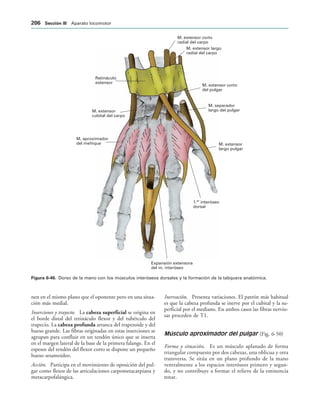 M. extensor corto
radial del carpo
M. extensor largo
radial del carpo
M. extensor corto
del pulgar
M. separador
largo del pulgar
M. extensor
largo pulgar
1. interóseo
dorsal
er
Expansión extensora
del m. interóseo
M. extensor
cubital del carpo
M. aproximador
del meñique
Retináculo
extensor
IGURA   Dorso de la mano con los músculos interóseos dorsales y la formación de la tabquera anatómica.
nen en el mismo plano que el oponente pero en una situa-
ción más medial.
Inserciones y trayecto. La cabeza superficial se origina en
el borde distal del retináculo flexor y del tubérculo del
trapecio. La cabeza profunda arranca del trapezoide y del
hueso grande. Las fibras originadas en estas inserciones se
agrupan para confluir en un tendón único que se inserta
en el margen lateral de la base de la primera falange. En el
espesor del tendón del flexor corto se dispone un pequeño
hueso sesamoideo.
Acción. Participa en el movimiento de oposición del pul-
gar como flexor de las articulaciones carpometacarpiana y
metacarpofalángica.
Inervación. Presenta variaciones. El patrón más habitual
es que la cabeza profunda se inerve por el cubital y la su-
perficial por el mediano. En ambos casos las fibras nervio-
sas proceden de T1.
Músculo aproximador del pulgar (Fig. 6-50)
Forma y situación. Es un músculo aplanado de forma
triangular compuesto por dos cabezas, una oblicua y otra
transversa. Se sitúa en un plano profundo de la mano
ventralmente a los espacios interóseos primero y segun-
do, y no contribuye a formar el relieve de la eminencia
tenar.
 3ECCIØN ))) Aparato locomotor
 