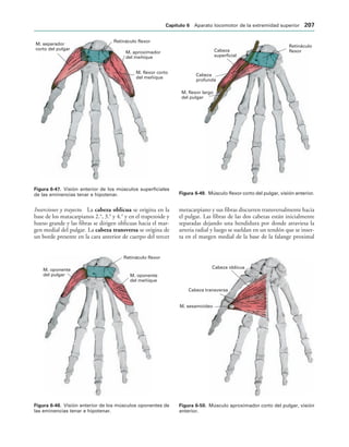 M. flexor corto
del meñique
M. aproximador
del meñique
Retináculo flexor
M. separador
corto del pulgar
IGURA   Visión anterior de los músculos superficiales
de las eminencias tenar e hipotenar.
Retináculo flexor
M. oponente
del meñique
M. oponente
del pulgar
IGURA   Visión anterior de los músculos oponentes de
las eminencias tenar e hipotenar.
Retináculo
flexor
Cabeza
superficial
Cabeza
profunda
M. flexor largo
del pulgar
IGURA   Músculo flexor corto del pulgar, visión anterior.
Cabeza oblicua
Cabeza transversa
M. sesamoideo
IGURA   Músculo aproximador corto del pulgar, visión
anterior.
Inserciones y trayecto. La cabeza oblicua se origina en la
base de los matacarpianos 2.o
, 3.o
y 4.o
y en el trapezoide y
hueso grande y las fibras se dirigen oblicuas hacia el mar-
gen medial del pulgar. La cabeza transversa se origina de
un borde presente en la cara anterior de cuerpo del tercer
metacarpiano y sus fibras discurren transversalmente hacia
el pulgar. Las fibras de las dos cabezas están inicialmente
separadas dejando una hendidura por donde atraviesa la
arteria radial y luego se sueldan en un tendón que se inser-
ta en el margen medial de la base de la falange proximal
#APÓTULO  Aparato locomotor de la extremidad superior 
 