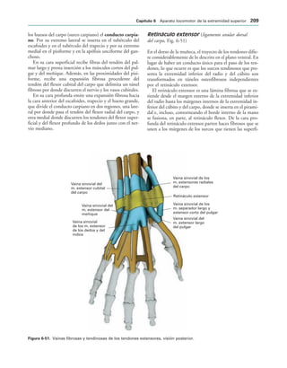 Vaina sinovial de los
m. extensores radiales
del carpo
Retináculo extensor
Vaina sinovial de los
m. separador largo y
extensor corto del pulgar
Vaina sinovial del
m. extensor largo
del pulgar
Vaina sinovial
de los m. extensor
de los dedos y del
índice
Vaina sinovial del
m. extensor del
meñique
Vaina sinovial del
m. extensor cubital
del carpo
IGURA   Vainas fibrosas y tendinosas de los tendones extensores, visión posterior.
los huesos del carpo (surco carpiano) el conducto carpia-
no. Por su extremo lateral se inserta en el tubérculo del
escafoides y en el tubérculo del trapecio y por su extremo
medial en el pisiforme y en la apófisis unciforme del gan-
choso.
En su cara superficial recibe fibras del tendón del pal-
mar largo y presta inserción a los músculos cortos del pul-
gar y del meñique. Además, en las proximidades del pisi-
forme, recibe una expansión fibrosa procedente del
tendón del flexor cubital del carpo que delimita un túnel
fibroso por donde discurren el nervio y los vasos cubitales.
En su cara profunda emite una expansión fibrosa hacia
la cara anterior del escafoides, trapecio y el hueso grande,
que divide el conducto carpiano en dos regiones, una late-
ral por donde pasa el tendón del flexor radial del carpo, y
otra medial donde discurren los tendones del flexor super-
ficial y del flexor profundo de los dedos junto con el ner-
vio mediano.
Retináculo extensor (ligamento anular dorsal
del carpo, Fig. 6-51)
En el dorso de la muñeca, el trayecto de los tendones difie-
re considerablemente de lo descrito en el plano ventral. En
lugar de haber un conducto único para el paso de los ten-
dones, lo que ocurre es que los surcos tendinosos que pre-
senta la extremidad inferior del radio y del cúbito son
transformados en túneles osteofibrosos independientes
por el retináculo extensor.
El retináculo extensor es una lámina fibrosa que se ex-
tiende desde el margen externo de la extremidad inferior
del radio hasta los márgenes internos de la extremidad in-
ferior del cúbito y del carpo, donde se inserta en el pirami-
dal e, incluso, contorneando el borde interno de la mano
se fusiona, en parte, al retináculo flexor. De la cara pro-
funda del retináculo extensor parten haces fibrosos que se
unen a los márgenes de los surcos que tienen las superfi-
#APÓTULO  Aparato locomotor de la extremidad superior 
 