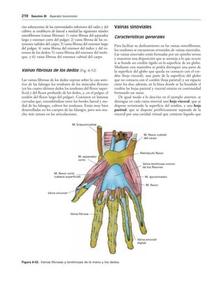 M. flexor cubital
del carpo
Retináculo flexor
Vaina tendinosa común
de los flexores
M. aproximador
M. flexor
Vaina sinovial
digital
Vaina fibrosa
Vaina sinovial
M. flexor corto
(cabeza superficial)
M. separador
corto
M. braquiorradial
IGURA   Vainas fibrosas y tendinosas de la mano y los dedos.
cies subyacentes de las extremidades inferiores del radio y del
cúbito; se establecen de lateral a medial las siguientes túneles
osteofibrosos (vainas fibrosas): 1) vaina fibrosa del separador
largo y extensor corto del pulgar; 2) vaina fibrosa de los ex-
tensores radiales del carpo; 3) vaina fibrosa del extensor largo
del pulgar; 4) vaina fibrosa del extensor del índice y del ex-
tensor de los dedos; 5) vaina fibrosa del extensor del meñi-
que, y 6) vaina fibrosa del extensor cubital del carpo.
Vainas fibrosas de los dedos (Fig. 6-52)
Las vainas fibrosas de los dedos sujetan sobre la cara ante-
rior de las falanges los tendones de los músculos flexores
(en los cuatro últimos dedos los tendones del flexor super-
ficial y del flexor profundo de los dedos, y, en el pulgar, el
tendón del flexor largo del pulgar). Consisten en láminas
curvadas que, extendiéndose entre los bordes lateral y me-
dial de las falanges, cubren los tendones. Están muy bien
desarrolladas en los cuerpos de las falanges, pero son mu-
cho más tenues en las articulaciones.
Vainas sinoviales
Características generales
Para facilitar su deslizamiento en las vainas osteofibrosas,
los tendones se encuentran revestidos de vainas sinoviales.
Las vainas sinoviales están formadas por un epitelio seroso
y muestran una disposición que se asemeja a lo que ocurre
si se hunde un cordón rígido en la superficie de un globo.
Mediante esta maniobra se podrá distinguir una parte de
la superficie del globo que queda en contacto con el cor-
dón (hoja visceral), una parte de la superficie del globo
que no contacta con el cordón (hoja parietal) y un espacio
entre los dos; además, en la línea donde se ha hundido el
cordón las hojas parietal y visceral estarán en continuidad
formando un meso.
De igual modo a lo descrito en el ejemplo anterior, se
distingue en cada vaina sinovial una hoja visceral, que se
dispone revistiendo la superficie del tendón, y una hoja
parietal, que se dispone periféricamente separada de la
visceral por una cavidad virtual que contiene líquido que
 3ECCIØN ))) Aparato locomotor
 