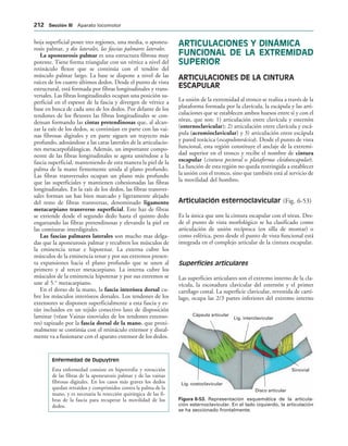 Lig. interclavicular
Cápsula articular
Sinovial
Disco articular
Lig. costoclavicular
IGURA   Representación esquemática de la articula-
ción esternoclavicular. En el lado izquierdo, la articulación
se ha seccionado frontalmente.
hoja superficial posee tres regiones, una media, o aponeu-
rosis palmar, y dos laterales, las fascias palmares laterales.
La aponeurosis palmar es una estructura fibrosa muy
potente. Tiene forma triangular con un vértice a nivel del
retináculo flexor que se continúa con el tendón del
músculo palmar largo. La base se dispone a nivel de las
raíces de los cuatro últimos dedos. Desde el punto de vista
estructural, está formada por fibras longitudinales y trans-
versales. Las fibras longitudinales ocupan una posición su-
perficial en el espesor de la fascia y divergen de vértice a
base en busca de cada uno de los dedos. Por delante de los
tendones de los flexores las fibras longitudinales se con-
densan formando las cintas pretendinosas que, al alcan-
zar la raíz de los dedos, se continúan en parte con las vai-
nas fibrosas digitales y en parte siguen un trayecto más
profundo, adosándose a las caras laterales de la articulacio-
nes metacarpofalángicas. Además, un importante compo-
nente de las fibras longitudinales se agota uniéndose a la
fascia superficial, manteniendo de esta manera la piel de la
palma de la mano firmemente unida al plano profundo.
Las fibras transversales ocupan un plano más profundo
que las superficiales y mantienen cohesionadas las fibras
longitudinales. En la raíz de los dedos, las fibras transver-
sales forman un haz bien marcado y ligeramente alejado
del resto de fibras transversas, denominado ligamento
metacarpiano transverso superficial. Este haz de fibras
se extiende desde el segundo dedo hasta el quinto dedo
engarzando las fibras pretendinosas y elevando la piel en
las comisuras interdigitales.
Las fascias palmares laterales son mucho mas delga-
das que la aponeurosis palmar y recubren los músculos de
la eminencia tenar e hipotenar. La externa cubre los
músculos de la eminencia tenar y por sus extremos presen-
ta expansiones hacia el plano profundo que se unen al
primero y al tercer metacarpiano. La interna cubre los
músculos de la eminencia hipotenar y por sus extremos se
une al 5.o
metacarpiano.
En el dorso de la mano, la fascia interósea dorsal cu-
bre los músculos interóseos dorsales. Los tendones de los
extensores se disponen superficialmente a esta fascia y es-
tán incluidos en un tejido conectivo laxo de disposición
laminar (véase Vainas sinoviales de los tendones extenso-
res) tapizado por la fascia dorsal de la mano, que proxi-
malmente se continúa con el retináculo extensor y distal-
mente va a fusionarse con el aparato extensor de los dedos.
Enfermedad de Dupuytren
Esta enfermedad consiste en hipertrofia y retracción
de las fibras de la aponeurosis palmar y de las vainas
fibrosas digitales. En los casos más graves los dedos
quedan retraídos y comprimidos contra la palma de la
mano, y es necesaria la resección quirúrgica de las fi-
bras de la fascia para recuperar la movilidad de los
dedos.
ARTICULACIONES Y DINÁMICA
FUNCIONAL DE LA EXTREMIDAD
SUPERIOR
ARTICULACIONES DE LA CINTURA
ESCAPULAR
La unión de la extremidad al tronco se realiza a través de la
plataforma formada por la clavícula, la escápula y las arti-
culaciones que se establecen ambos huesos entre sí y con el
tórax, que son: 1) articulación entre clavícula y esternón
(esternoclavicular); 2) articulación entre clavícula y escá-
pula (acromioclavicular) y 3) articulación entre escápula
y pared torácica (escapulotorácica). Desde el punto de vista
funcional, esta región constituye el anclaje de la extremi-
dad superior en el tronco y recibe el nombre de cintura
escapular (cintura pectoral o plataforma cleidoescapular).
La función de esta región no queda restringida a establecer
la unión con el tronco, sino que también está al servicio de
la movilidad del hombro.
Articulación esternoclavicular (Fig. 6-53)
Es la única que une la cintura escapular con el tórax. Des-
de el punto de vista morfológico se ha clasificado como
articulación de unión recíproca (en silla de montar) o
como esférica, pero desde el punto de vista funcional está
integrada en el complejo articular de la cintura escapular.
Superficies articulares
Las superficies articulares son el extremo interno de la cla-
vícula, la escotadura clavicular del esternón y el primer
cartílago costal. La superficie clavicular, revestida de cartí-
lago, ocupa las 2/3 partes inferiores del extremo interno
 3ECCIØN ))) Aparato locomotor
 