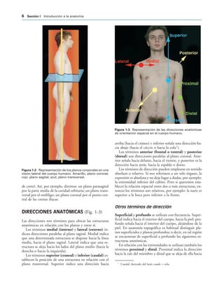 IGURA   Representación de los planos corporales en una
visión lateral del cuerpo humano. Amarillo, plano coronal;
rojo, plano sagital; azul, plano transversal.
IGURA   Representación de las direcciones anatómicas
de orientación espacial en el cuerpo humano.
de corte). Así, por ejemplo, diremos: un plano parasagital
por la parte media de la cavidad orbitaria; un plano trans-
versal por el ombligo; un plano coronal por el punto cen-
tral de las crestas ilíacas.
DIRECCIONES ANATÓMICAS (Fig. 1-3)
Las direcciones son términos para ubicar las estructuras
anatómicas en relación con los planos y entre sí.
Los términos medial (interno) y lateral (externo) in-
dican direcciones paralelas al plano sagital. Medial indica
que una determinada estructura se dispone hacia la línea
media, hacia el plano sagital. Lateral indica que una es-
tructura se aleja hacia los lados del plano medio (hacia la
derecha o hacia la izquierda).
Los términos superior (craneal) e inferior (caudal) es-
tablecen la posición de una estructura en relación con el
plano transversal. Superior indica una dirección hacia
arriba (hacia el cráneo) e inferior señala una dirección ha-
cia abajo (hacia el cóccix o hacia la cola1
).
Los términos anterior (frontal o ventral) y posterior
(dorsal) son direcciones paralelas al plano coronal. Ante-
rior señala hacia delante, hacia el vientre, y posterior es la
dirección hacia atrás, hacia la espalda o dorso.
Los términos de dirección pueden emplearse en sentido
absoluto o relativo. Si nos referimos a un solo órgano, la
expresión es absoluta y no deja lugar a dudas, por ejemplo:
la extremidad inferior del cúbito. Pero si queremos esta-
blecer la relación espacial entre dos o más estructuras, en-
tonces los términos son relativos, por ejemplo: la nariz es
superior a la boca pero inferior a la frente.
Otros términos de dirección
Superficial y profundo se utilizan con frecuencia. Super-
ficial indica hacia el exterior del cuerpo, hacia la piel; pro-
fundo señala hacia el interior del cuerpo, alejándose de la
piel. En anatomía topográfica es habitual distinguir pla-
nos superficiales y planos profundos; o decir, en tal región
se encuentran de superficial a profundo las siguientes es-
tructuras anatómicas.
En relación con las extremidades se utilizan también los
términos proximal y distal. Proximal indica la dirección
hacia la raíz del miembro y distal que se aleja de ella hacia
1
Caudal, derivado del latín cauda = cola.
 3ECCIØN ) Introducción a la anatomía
 