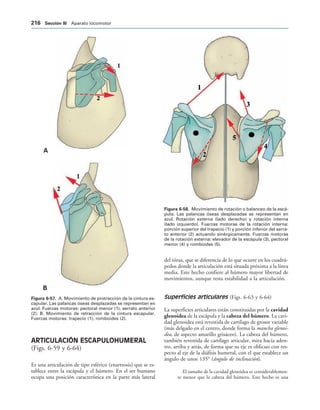 !

IGURA   A. Movimiento de protracción de la cintura es-
capular. Las palancas óseas desplazadas se representan en
azul. Fuerzas motoras: pectoral menor (1), serrato anterior
(2). B. Movimiento de retracción de la cintura escapular.
Fuerzas motoras: trapecio (1), romboides (2).
IGURA   Movimiento de rotación o balanceo de la escá-
pula. Las palancas óseas desplazadas se representan en
azul. Rotación externa (lado derecho) y rotación interna
(lado izquierdo). Fuerzas motoras de la rotación interna:
porción superior del trapecio (1) y porción inferior del serra-
to anterior (2) actuando sinérgicamente. Fuerzas motoras
de la rotación externa: elevador de la escápula (3), pectoral
menor (4) y romboides (5).
ARTICULACIÓN ESCAPULOHUMERAL
(Figs. 6-59 y 6-64)
Es una articulación de tipo esférico (enartrosis) que se es-
tablece entre la escápula y el húmero. En el ser humano
ocupa una posición característica en la parte más lateral
del tórax, que se diferencia de lo que ocurre en los cuadrú-
pedos donde la articulación está situada próxima a la línea
media. Este hecho confiere al húmero mayor libertad de
movimientos, aunque resta estabilidad a la articulación.
Superficies articulares (Figs. 6-63 y 6-64)
La superficies articulares están constituidas por la cavidad
glenoidea de la escápula y la cabeza del húmero. La cavi-
dad glenoidea está revestida de cartílago de grosor variable
(más delgado en el centro, donde forma la mancha glenoi-
dea, de aspecto amarillo grisáceo). La cabeza del húmero,
también revestida de cartílago articular, mira hacia aden-
tro, arriba y atrás, de forma que su eje es oblicuo con res-
pecto al eje de la diáfisis humeral, con el que establece un
ángulo de unos 135° (ángulo de inclinación).
El tamaño de la cavidad glenoidea es considerablemen-
te menor que la cabeza del húmero. Este hecho es una
 3ECCIØN ))) Aparato locomotor
 