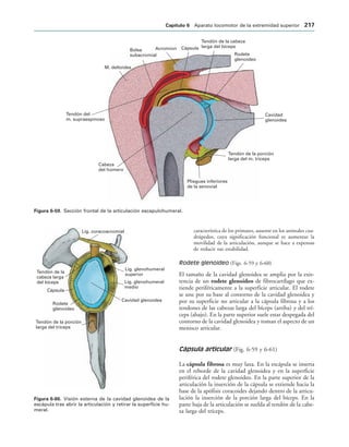 Cavidad
glenoidea
Tendón de la porción
larga del m. tríceps
Pliegues inferiores
de la senovial
Cabeza
del húmero
Tendón del
m. supraespinoso
M. deltoides
Bolsa
subacromial
Acromion Cápsula
Tendón de la cabeza
larga del bíceps
Rodete
glenoideo
IGURA   Sección frontal de la articulación escapulohumeral.
Lig. glenohumeral
superior
Lig. glenohumeral
medio
Cavidad glenoidea
Tendón de la porción
larga del tríceps
Rodete
glenoideo
Cápsula
Tendón de la
cabeza larga
del bíceps
Lig. coracoacromial
IGURA   Visión externa de la cavidad glenoidea de la
escápula tras abrir la articulación y retirar la superficie hu-
meral.
característica de los primates, ausente en los animales cua-
drúpedos, cuya significación funcional es aumentar la
movilidad de la articulación, aunque se hace a expensas
de reducir sus estabilidad.
Rodete glenoideo (Figs. 6-59 y 6-60)
El tamaño de la cavidad glenoidea se amplia por la exis-
tencia de un rodete glenoideo de fibrocartílago que ex-
tiende periféricamente a la superficie articular. El rodete
se une por su base al contorno de la cavidad glenoidea y
por su superficie no articular a la cápsula fibrosa y a los
tendones de las cabezas larga del bíceps (arriba) y del trí-
ceps (abajo). En la parte superior suele estar despegada del
contorno de la cavidad glenoidea y toman el aspecto de un
menisco articular.
Cápsula articular (Fig. 6-59 y 6-61)
La cápsula fibrosa es muy laxa. En la escápula se inserta
en el reborde de la cavidad glenoidea y en la superficie
periférica del rodete glenoideo. En la parte superior de la
articulación la inserción de la cápsula se extiende hacia la
base de la apófisis coracoides dejando dentro de la articu-
lación la inserción de la porción larga del bíceps. En la
parte baja de la articulación se suelda al tendón de la cabe-
za larga del tríceps.
#APÓTULO  Aparato locomotor de la extremidad superior 
 