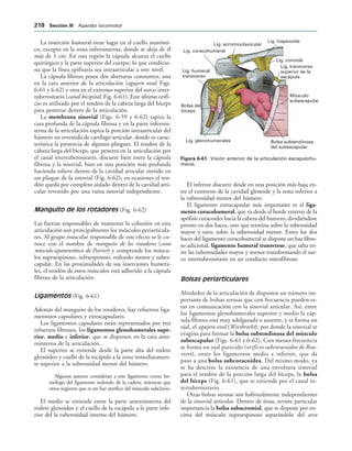 Lig. conoide
Lig. transverso
superior de la
escápula
Músculo
subescapular
Bolsa subtendinosa
del subescapular
Lig. glenohumerales
Bolsa del
bíceps
Lig. humeral
transverso
Lig. coracohumeral
Lig. acromioclavicular
Lig. trapezoide
IGURA   Visión anterior de la articulación escapulohu-
meral.
La inserción humeral tiene lugar en el cuello anatómi-
co, excepto en la zona inferointerna, donde se aleja de él
más de 1 cm. En esta región la cápsula alcanza el cuello
quirúrgico y la parte superior del cuerpo, lo que condicio-
na que la línea epifisaria sea intraarticular a este nivel.
La cápsula fibrosa posee dos aberturas constantes, una
en la cara anterior de la articulación (agujero oval; Figs.
6-61 y 6-62) y otra en el extremo superior del surco inter-
tuberositario (canal bicipital; Fig. 6-61). Este último orifi-
cio es utilizado por el tendón de la cabeza larga del bíceps
para penetrar dentro de la articulación.
La membrana sinovial (Figs. 6-59 y 6-62) tapiza la
cara profunda de la cápsula fibrosa y en la parte inferoin-
terna de la articulación tapiza la porción intraarticular del
húmero no revestida de cartílago articular, donde es carac-
terística la presencia de algunos pliegues. El tendón de la
cabeza larga del bíceps, que penetra en la articulación por
el canal intertuberositario, discurre bien entre la cápsula
fibrosa y la sinovial, bien en una posición más profunda
haciendo relieve dentro de la cavidad articular metido en
un pliegue de la sinovial (Fig. 6-62); en ocasiones el ten-
dón queda por completo aislado dentro de la cavidad arti-
cular revestido por una vaina sinovial independiente.
Manguito de los rotadores (Fig. 6-62)
Las fuerzas responsables de mantener la cohesión en esta
articulación son principalmente los músculos periarticula-
res. Al grupo muscular responsable de este efecto se le co-
noce con el nombre de manguito de los rotadores (cono
músculo-aponeurótico de Poirier) y comprende los múscu-
los supraespinoso, infraespinoso, redondo menor y subes-
capular. En las proximidades de sus inserciones humera-
les, el tendón de estos músculos está adherido a la cápsula
fibrosa de la articulación.
Ligamentos (Fig. 6-61)
Además del manguito de los rotadores, hay refuerzos liga-
mentosos capsulares y extracapsulares.
Los ligamentos capsulares están representados por tres
refuerzos fibrosos, los ligamentos glenohumerales supe-
rior, medio e inferior, que se disponen en la cara ante-
rointerna de la articulación.
El superior se extiende desde la parte alta del rodete
glenoideo y cuello de la escápula a la zona inmediatamen-
te superior a la tuberosidad menor del húmero.
Algunos autores consideran a este ligamento como ho-
mólogo del ligamento redondo de la cadera, mientras que
otros sugieren que es un haz atrófico del músculo subclavio.
El medio se extiende entre la parte anterointerna del
rodete glenoideo y el cuello de la escápula a la parte infe-
rior del la tuberosidad interna del húmero.
El inferior discurre desde en una posición más baja en-
tre el contorno de la cavidad glenoide y la zona inferior a
la tuberosidad menor del húmero.
El ligamento extracapsular más importante es el liga-
mento coracohumeral, que va desde el borde externo de la
apófisis coracoides hacia la cabeza del humero, dividiéndose
pronto en dos haces, uno que termina sobre la tuberosidad
mayor y otro, sobre la tuberosidad menor. Entre los dos
haces del ligamento coracohumeral se dispone un haz fibro-
so adicional, ligamento humeral transverso, que salta en-
tre las tuberosidades mayor y menor transformando el sur-
co intertuberositario en un conducto osteofibroso.
Bolsas periarticulares
Alrededor de la articulación de disponen un número im-
portante de bolsas serosas que con frecuencia pueden es-
tar en comunicación con la sinovial articular. Así, entre
los ligamentos glenohumerales superior y medio la cáp-
sula fibrosa está muy adelgazada o ausente, y se forma un
ojal, el agujero oval (Weitbrecht), por donde la sinovial se
evagina para formar la bolsa subtendinosa del músculo
subescapular (Figs. 6-61 y 6-62). Con menos frecuencia
se forma un ojal parecido (orificio subcoracoideo de Rou-
viere), entre los ligamentos medio e inferior, que da
paso a una bolsa subcoracoidea. Del mismo modo, ya
se ha descrito la existencia de una envoltura sinovial
para el tendón de la porción larga del bíceps, la bolsa
del bíceps (Fig. 6-61), que se extiende por el canal in-
tertuberositario.
Otras bolsas serosas son habitualmente independientes
de la sinovial articular. Dentro de éstas, reviste particular
importancia la bolsa subacromial, que se dispone por en-
cima del músculo supraespinoso separándolo del arco
 3ECCIØN ))) Aparato locomotor
 
