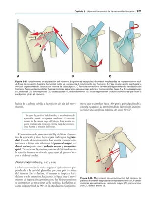 !  #
IGURA   Movimiento de separación del húmero. La palancas escapular y humeral desplazadas se representan en azul.
A. Fase de elevación hasta la horizontal (sólo se representa el movimiento del húmero). B. Fase de elevación casi hasta la
vertical (representando la rotación externa de la escápula). C. Fase de elevación a la vertical (representando la rotación del
húmero. Representación de las fuerzas motoras separadoras que actúan sobre el húmero en las fases A y B: supraespinoso
(1), deltoides (2), infraespinoso (3), subescapular (4), redondo menor (5). No se representan las fuerzas motoras que rotan la
escápula o giran el húmero.
IGURA   Movimiento de aproximación del húmero. La
palanca humeral desplazada se representa en azul. Fuerzas
motoras aproximadoras: redondo mayor (1), pectoral ma-
yor (2), dorsal ancho (3).
lación de la cabeza debida a la posición del eje del movi-
miento.
En caso de parálisis del deltoides, el movimiento de
separación puede recuperarse mediante el entrena-
miento de la cabeza larga del bíceps. Esta acción re-
quiere realizar una rotación externa para dar momen-
to de fuerza al tendón del bíceps.
El movimiento de aproximación (Fig. 6-66) es el opues-
to a la separación y si no hay carga se realiza por la grave-
dad. Cuando el movimiento se hace contra resistencia in-
tervienen la fibras más inferiores del pectoral mayor y el
dorsal ancho junto con el redondo mayor y coracobra-
quial. En este caso, la porción posterior del deltoides evita
la rotación interna no deseada que causan el pectoral ma-
yor y el dorsal ancho.
Flexión/extensión (Fig. 6-67 y 6-68)
La flexión/extensión se realiza según un eje horizontal per-
pendicular a la cavidad glenoidea que pasa por la cabeza
del húmero. En la flexión, el húmero se desplaza hacia
delante y en la extensión, hacia atrás. Al igual que el movi-
miento de separación/aproximación, las flexoextensiones
se acompañan de rotaciones de la escápula. La flexión al-
canza una amplitud de 90° en la articulación escapulohu-
meral que se amplían hasta 180° por la participación de la
cintura escapular. La extensión desde la posición anatómi-
ca tiene una amplitud máxima de unos 50-60°.
#APÓTULO  Aparato locomotor de la extremidad superior 
 