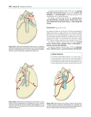 IGURA   Movimiento de flexión del húmero. La palanca
humeral desplazada se representa en azul. Fuerzas motoras
flexoras: coracobraquial (1), porción clavicular del deltoi-
des (2), porción clavicular del pectoral mayor (3).
IGURA   Movimiento de extensión del húmero. La pa-
lanca humeral desplazada se representa en azul. Fuerzas
motoras extensoras: porción espinal del deltoides (1), re-
dondo mayor (2), dorsal ancho (3), porción abdominal del
pectoral mayor (4).





IGURA   Movimiento de rotación interna del húmero.
Fuerzas motoras rotadoras: subescapular (1), redondo ma-
yor (2), dorsal ancho (3), porción clavicular del deltoides (4),
porción esternoclavicular del pectoral mayor (5).
La fuerza motoras flexoras (Fig. 6-67) son: la porción
clavicular del pectoral mayor, la porción anterior del
deltoides y el coracobraquial. El bíceps participa como
estabilizador de la cabeza humeral.
Las fuerzas extensoras (Fig. 6-68) son: porción poste-
rior del deltoides, redondo mayor, dorsal ancho, por-
ción abdominal del pectoral mayor y cabeza larga del
tríceps.
Rotaciones (Figs. 6-69 y 6-70)
Se producen según un eje de giro vertical que prolonga la
diáfisis humeral. La exploración de este movimiento debe
de hacerse con el codo flexionado, ya que de lo contrario
el movimiento puede confundirse con pronaciones y supi-
naciones del codo. El movimiento de rotación interna
(55°) alcanza valores superiores a la rotación externa (35°)
Las fuerzas rotadoras internas (Fig. 6-69) son: pectoral
mayor, dorsal ancho, redondo mayor, subescapular y
porción anterior del deltoides.
Las fuerzas rotadoras externas (Fig. 6-70) son infraespi-
noso, redondo menor y porción posterior del deltoides.
Hombro doloroso
El síndrome del hombro doloroso es un cuadro clíni-
co muy frecuente. Dentro de las causas que pueden
desencadenarlo hay que mencionar muy especialmen-
te las inflamaciones del tendón del supraespinoso y de
la bolsa subacromial. El proceso puede iniciarse por la
 3ECCIØN ))) Aparato locomotor
 