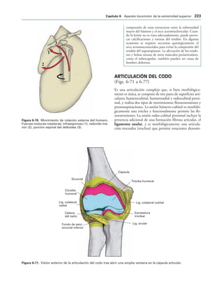 IGURA   Movimiento de rotación externa del húmero.
Fuerzas motoras rotadoras: infraespinoso (1), redondo me-
nor (2), porción espinal del deltoides (3).
Lig. anular
Escotadura
troclear
Lig. colateral cubital
Tróclea humeral
Cápsula
Fondo de saco
sinovial inferior
Cabeza
del radio
Lig. colateral
radial
Cóndilo
humeral
Sinovial
IGURA   Visión anterior de la articulación del codo tras abrir una amplia ventana en la cápsula articular.
compresión de estas estructuras entre la tuberosidad
mayor del húmero y el arco acromioclavicular. Cuan-
do la lesión no se trata adecuadamente, puede provo-
car calcificaciones y roturas del tendón. En algunas
ocasiones se requiere seccionar quirúrgicamente el
arco acromiocoracoideo para evitar la compresión del
tendón del supraespinoso. La afectación de los tendo-
nes y bolsas serosas de otros músculos periarticulares,
como el subescapular, también pueden ser causa de
hombro doloroso.
ARTICULACIÓN DEL CODO
(Figs. 6-71 a 6-77)
Es una articulación compleja que, si bien morfológica-
mente es única, se compone de tres pares de superficies arti-
culares; humerocubital, humeroradial y radiocubital proxi-
mal, y realiza dos tipos de movimientos; flexoextensiones y
pronosupinaciones. La unión húmero-cubital es morfoló-
gicamente una tróclea y funcionalmente permite las fle-
xoextensiones. La unión radio-cubital proximal incluye la
presencia adicional de una formación fibrosa articular, el
ligamento anular, y es morfológicamente una articula-
ción trocoidea (trochus) que permite rotaciones denomi-
#APÓTULO  Aparato locomotor de la extremidad superior 
 