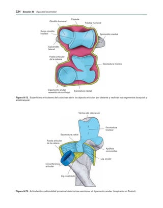 Escotadura troclear
Epicóndilo medial
Tróclea humeral
Cápsula
Cóndilo humeral
Surco cóndilo
troclear
Epicóndilo
lateral
Fosita articular
de la cabeza
Ligamento anular
revestido de cartílago
Escotadura radial
IGURA   Superficies articulares del codo tras abrir la cápsula articular por delante y reclinar los segmentos braquial y
antebraquial.
Escotadura
troclear
Vértice del olécranon
Escotadura radial
Fosita articular
de la cabeza
Circunferencia
articular
Lig. cuadrado
Lig. anular
Apófisis
coronoides
IGURA   Articulación radiocubital proximal abierta tras seccionar el ligamento anular (inspirado en Testut).
 3ECCIØN ))) Aparato locomotor
 