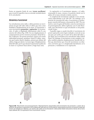 ! 
IGURA   Movimiento de pronosupinación. Representación esquemática del movimiento de pronación: a partir de la
posición de partida en supinación (A) la cabeza del radio gira en la articulación radiocubital proximal y el extremo distal del
mismo se traslada por delante y por dentro del cúbito en la articulación radiocubital distal colocando el dorso de la mano
hacia delante (B). La supinación es el movimiento inverso.
forma un pequeño fondo de saco (receso sacciforme)
para revestir la superficie ósea no articular incluida dentro
de la articulación.
Dinámica funcional
Las articulaciones entre radio y cúbito permiten un movi-
miento de giro del radio sobre el cúbito que tiene como
finalidad el desplazamiento de la mano. Se denominan a
estos movimientos pronación y supinación. En la prona-
ción, el radio es desplazado oblicuamente sobre la cara
anterior del cúbito (Fig. 6-80). En este desplazamiento el
comportamiento de los extremos proximal y distal del ra-
dio es diferente. El extremo proximal, al girar en la unión
radiocubital proximal, permanece lateral al cúbito, mien-
tras que la parte distal se desplaza, primero por delante del
cúbito y luego por dentro. La mano sigue el desplazamiento
distal del radio, por lo que durante la pronación la palma de
la mano se va primero hacia dentro y luego hacia atrás.
La supinación es el movimiento opuesto, y el radio,
arrastrando la mano, retorna a la posición inicial con la
palma de la mano mirando al plano anterior.
La amplitud del movimiento realizado en las articula-
ciones radiocubitales es de 140-150°. Sin embargo, en la
posición de extensión del codo, el movimiento se prolon-
ga por rotación del humero, alcanzando los 360°. Por este
motivo, tanto los giros del hombro como los movimientos
de pronosupinación, deben explorarse con el codo flexio-
nado, para discriminar en qué articulación se está produ-
ciendo el giro.
A grandes rasgos se puede describir el movimiento de
prono-supinación como el giro realizado a través de un eje
que pase, por arriba, por el centro de la cabeza del radio y,
por abajo, por la interlínea de la articulación radio-cubital
distal. Sin embargo, el movimiento es más complejo e im-
plica también pequeños desplazamientos laterales del cú-
bito que determinan que el eje del movimiento sea diná-
mico, de forma que se va desplazando lateralmente en la
pronación y medialmente en la supinación.
#APÓTULO  Aparato locomotor de la extremidad superior 
 
