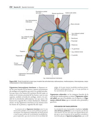 Lig. colateral cubital
del carpo
Semilunar
Piramidal
Pisiforme
H. ganchoso
Lig. colateral ulnar
H. grande
Lig. metarcarpianos interóseos
Ligamentos intercarpianos
interóseos
Primer
metacarpiano
Trapezoide
Trapecio
Lig. colateral radial
del carpo
Escafoides
Lig. intercarpianos
interóseos
Escoladura cubital
del radio Receso sacciforme Cabeza del cúbito
Disco articular
IGURA   Corte frontal de la mano que muestra las articulaciones radiocarpiana, mediocarpiana, intercarpianas, carpo-
metacarpiana e intermetacarpianas.
Ligamentos intercarpianos interóseos: se disponen en-
tre las caras laterales de los huesos y poseen revestimiento
de cartílago en la superficie que mira a la cavidad articular.
Los que unen a los huesos de la primera fila del carpo, se
sitúan en el extremo proximal de los huesos y por su cara
superior, también revestida de cartílago, miran a la cavi-
dad de la articulación radiocarpiana. Los que unen a los
huesos de la segunda fila se sitúan distalmente. Habitual-
mente, no hay ligamentos interóseos en las uniones entre
los huesos de la primera y segunda fila del carpo.
La presencia de un ligamento interóseo entre la cara
interna del escafoides y la cara externa del hueso grande es
inconstante. Este ligamento independiza de forma parcial
o total la parte externa de la articulación (escafoides/tra-
pecio-trapezoide), que está al servicio de la movilidad del
pulgar, de la parte interna (escafoides-semilunar-pirami-
dal/hueso grande-ganchoso), que es la que participa en
los movimientos de la muñeca.
Ligamentos colaterales: en los márgenes laterales de la
articulación mediocarpiana se sitúan el ligamento colate-
ral radial, que une al escafoides con el trapecio, y el liga-
mento colateral ulnar, que se extiende entre piramidal y
ganchoso.
Articulación del hueso pisiforme
La articulación entre el piramidal y el psiforme (articula-
ción del hueso pisiforme) es una excepción a la descrip-
ción anterior. En este caso existe una cápsula fibrosa pro-
pia que se une al contorno de las superficies articulares y
está reforzada por el ligamento pisiganchoso, que va del
 3ECCIØN ))) Aparato locomotor
 