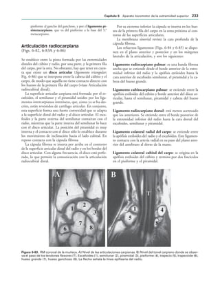 IGURA   RM coronal de la muñeca. A) Nivel de las articulaciones carpianas. B) Nivel del túnel carpiano donde se obser-
va el paso de los tendones flexores (T). Escafoides (1), semilunar (2), piramidal (3), pisiforme (4), trapecio (5), trapezoide (6),
hueso grande (7), hueso ganchoso (8). La flecha señala la línea epifisaria del radio.
pisiforme al gancho del ganchoso, y por el ligamento pi-
simetacarpiano, que va del pisiforme a la base del 5.o
metacarpiano.
Articulación radiocarpiana
(Figs. 6-82, 6-83A y 6-86)
Se establece entre la pinza formada por las extremidades
distales del cúbito y radio, por una parte, y la primera fila
del carpo, por la otra. No obstante, hay que tener en cuen-
ta que existe un disco articular (ligamento triangular;
Fig. 6-86) que se interpone entre la cabeza del cúbito y el
carpo, de modo que aquélla no tiene contacto directo con
los huesos de la primera fila del carpo (véase Articulación
radiocubital distal).
La superficie articular carpiana está formada por el es-
cafoides, el semilunar y el piramidal unidos por los liga-
mentos intercarpianos interóseos, que, como ya se ha des-
crito, están revestidos de cartílago articular. En conjunto,
esta superficie forma una fuerte convexidad que se adapta
a la superficie distal del radio y al disco articular. El esca-
foides y la parte externa del semilunar contactan con el
radio, mientras que la parte interna del semilunar lo hace
con el disco articular. La posición del piramidal es muy
interna y el contacto con el disco sólo lo establece durante
los movimiento de inclinación hacia el lado cubital. En
reposo contacta con la cápsula fibrosa
La cápsula fibrosa se inserta por arriba en el contorno
de la superficie articular distal del radio y en los bordes del
disco articular. Con alguna frecuencia, el disco está perfo-
rado, lo que permite la comunicación con la articulación
radiocubital distal.
Por su extremo inferior la cápsula se inserta en los hue-
sos de la primera fila del carpo en la zona próxima al con-
torno de las superficies articulares.
La membrana sinovial reviste la cara profunda de la
cápsula fibrosa.
Los refuerzos ligamentos (Figs. 6-84 y 6-85) se dispo-
nen en el plano anterior y posterior y en los márgenes
laterales de la articulación, y son los siguientes:
Ligamento radiocarpiano palmar: es una banda fibrosa
ancha que se extiende desde el borde anterior de la extre-
midad inferior del radio y la apófisis estiloides hasta la
cara anterior de escafoides semilunar, el piramidal y la ca-
beza del hueso grande.
Ligamento cubitocarpiano palmar: se extiende entre la
apófisis estiloides del cúbito y borde anterior del disco ar-
ticular, hasta el semilunar, piramidal y cabeza del hueso
grande.
Ligamento radiocarpiano dorsal: está menos acentuado
que los anteriores. Se extiende entre el borde posterior de
la extremidad inferior del radio hasta la cara dorsal del
escafoides, semilunar y piramidal.
Ligamento colateral radial del carpo: se extiende entre
la apófisis estiloides del radio y el escafoides. Este ligamen-
to contacta con la arteria radial en su paso del plano ante-
rior del antebrazo al dorso de la mano.
Ligamento colateral cubital del carpo: se origina en la
apófisis estiloides del cúbito y termina por dos fascículos
en el pisiforme y el piramidal.
#APÓTULO  Aparato locomotor de la extremidad superior 
 