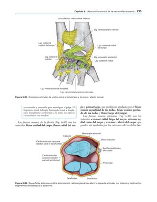 Lig. colateral radial
del carpo
Lig. radiocarpiano dorsal
Articulación radiocubital inferior
Lig. colateral
cubital del carpo
Lig. colateral
cubital
Lig. metacarpianos dorsales
Lig. carpometacarpianos dorsales
Lig. colateral radial
Lig. arqueado posterior
IGURA   Complejo articular de unión entre el antebrazo y la mano. Visión dorsal.
Disco articular
Apófisis estiloides
del cúbito
Piramidal
Semilunar
Escafoides
Carilla articular
carpiana (sector
para el semilunar)
Carilla articular carpiana
(sector para el escafoides)
Cápsula
Membrana sinovial
IGURA   Superficies articulares de la articulación radiocarpiana tras abrir la cápsula articular por delante y reclinar los
segmentos antebraquial y carpiano.
en extensión y pronación para amortiguar el golpe. El
fragmento distal del radio fracturado tiende a despla-
zarse dorsalmente confiriendo a la mano un aspecto
característico «en tenedor».
Las fuerzas motoras de la flexión (Fig. 6-87) son los
músculos flexor cubital del carpo, flexor radial del car-
po y palmar largo, que pueden ser ayudados por el flexor
común superficial de los dedos, flexor común profun-
do de los dedos y flexor largo del pulgar.
Las fuerzas motoras extensoras (Fig. 6-88) son los
músculos extensor radial largo del carpo, extensor ra-
dial corto del carpo y extensor cubital del carpo, que
pueden ser ayudados por los extensores de los dedos (ex-
#APÓTULO  Aparato locomotor de la extremidad superior 
 
