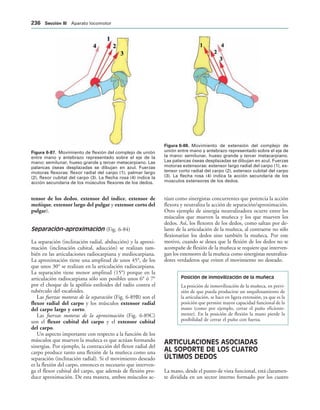 IGURA   Movimiento de flexión del complejo de unión
entre mano y antebrazo representado sobre el eje de la
mano: semilunar, hueso grande y tercer metacarpiano. Las
palancas óseas desplazadas se dibujan en azul. Fuerzas
motoras flexoras: flexor radial del carpo (1), palmar largo
(2), flexor cubital del carpo (3). La flecha rosa (4) indica la
acción secundaria de los músculos flexores de los dedos.
IGURA   Movimiento de extensión del complejo de
unión entre mano y antebrazo representado sobre el eje de
la mano: semilunar, hueso grande y tercer metacarpiano.
Las palancas óseas desplazadas se dibujan en azul. Fuerzas
motoras extensoras: extensor largo radial del carpo (1), ex-
tensor corto radial del carpo (2), extensor cubital del carpo
(3). La flecha rosa (4) indica la acción secundaria de los
músculos extensores de los dedos.
tensor de los dedos, extensor del índice, extensor de
meñique, extensor largo del pulgar y extensor corto del
pulgar).
Separación-aproximación (Fig. 6-84)
La separación (inclinación radial, abducción) y la aproxi-
mación (inclinación cubital, aducción) se realizan tam-
bién en las articulaciones radiocarpiana y mediocarpiana.
La aproximación tiene una amplitud de unos 45°, de los
que unos 30° se realizan en la articulación radiocarpiana.
La separación tiene menor amplitud (15°) porque en la
articulación radiocarpiana sólo son posibles unos 6° ó 7°
por el choque de la apófisis estiloides del radio contra el
tubérculo del escafoides.
Las fuerzas motoras de la separación (Fig. 6-89B) son el
flexor radial del carpo y los músculos extensor radial
del carpo largo y corto.
Las fuerzas motoras de la aproximación (Fig. 6-89C)
son el flexor cubital del carpo y el extensor cubital
del carpo.
Un aspecto importante con respecto a la función de los
músculos que mueven la muñeca es que actúan formando
sinergias. Por ejemplo, la contracción del flexor radial del
carpo produce tanto una flexión de la muñeca como una
separación (inclinación radial). Si el movimiento deseado
es la flexión del carpo, entonces es necesario que interven-
ga el flexor cubital del carpo, que además de flexión pro-
duce aproximación. De esta manera, ambos músculos ac-
túan como sinergistas concurrentes que potencia la acción
flexora y neutraliza la acción de separación/aproximación.
Otro ejemplo de sinergia neutralizadora ocurre entre los
músculos que mueven la muñeca y los que mueven los
dedos. Así, los flexores de los dedos, como saltan por de-
lante de la articulación de la muñeca, al contraerse no sólo
flexionarían los dedos sino también la muñeca. Por este
motivo, cuando se desea que la flexión de los dedos no se
acompañe de flexión de la muñeca se requiere que interven-
gan los extensores de la muñeca como sinergistas neutraliza-
dores verdaderos que eviten el movimiento no deseado.
Posición de inmovilización de la muñeca
La posición de inmovilización de la muñeca, en previ-
sión de que pueda producirse un anquilosamiento de
la articulación, se hace en ligera extensión, ya que es la
posición que permite mayor capacidad funcional de la
mano (como por ejemplo, cerrar el puño eficiente-
mente). En la posición de flexión la mano pierde la
posibilidad de cerrar el puño con fuerza.
ARTICULACIONES ASOCIADAS
AL SOPORTE DE LOS CUATRO
ÚLTIMOS DEDOS
La mano, desde el punto de vista funcional, está claramen-
te dividida en un sector interno formado por los cuatro
 3ECCIØN ))) Aparato locomotor
 