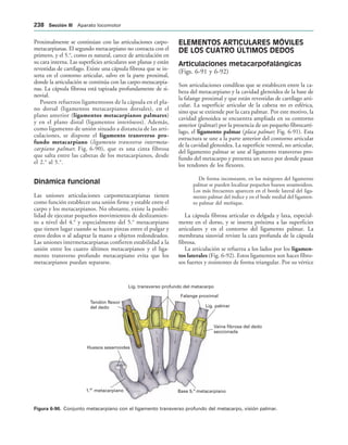 Base 5. metacarpiano
o
Vaina fibrosa del dedo
seccionada
Lig. palmar
Falange proximal
Tendón flexor
del dedo
Lig. transverso profundo del metacarpo
Huesos sesamoides
1. metacarpiano
er
IGURA   Conjunto metacarpiano con el ligamento transverso profundo del metacarpo, visión palmar.
Proximalmente se continúan con las articulaciones carpo-
metacarpianas. El segundo metacarpiano no contacta con el
primero, y el 5.o
, como es natural, carece de articulación en
su cara interna. Las superficies articulares son planas y están
revestidas de cartílago. Existe una cápsula fibrosa que se in-
serta en el contorno articular, salvo en la parte proximal,
donde la articulación se continúa con las carpo-metacarpia-
nas. La cápsula fibrosa está tapizada profundamente de si-
novial.
Poseen refuerzos ligamentosos de la cápsula en el pla-
no dorsal (ligamentos metacarpianos dorsales), en el
plano anterior (ligamentos metacarpianos palmares)
y en el plano distal (ligamentos interóseos). Además,
como ligamento de unión situado a distancia de las arti-
culaciones, se dispone el ligamento transverso pro-
fundo metacarpiano (ligamento transverso intermeta-
carpiano palmar; Fig. 6-90), que es una cinta fibrosa
que salta entre las cabezas de los metacarpianos, desde
el 2.o
al 5.o
.
Dinámica funcional
Las uniones articulaciones carpometacarpianas tienen
como función establecer una unión firme y estable entre el
carpo y los metacarpianos. No obstante, existe la posibi-
lidad de ejecutar pequeños movimientos de deslizamien-
to a nivel del 4.o
y especialmente del 5.o
metacarpiano
que tienen lugar cuando se hacen pinzas entre el pulgar y
estos dedos o al adaptar la mano a objetos redondeados.
Las uniones intermetacarpianas confieren estabilidad a la
unión entre los cuatro últimos metacarpianos y el liga-
mento transverso profundo metacarpiano evita que los
metacarpianos puedan separarse.
ELEMENTOS ARTICULARES MÓVILES
DE LOS CUATRO ÚLTIMOS DEDOS
Articulaciones metacarpofalángicas
(Figs. 6-91 y 6-92)
Son articulaciones condíleas que se establecen entre la ca-
beza del metacarpiano y la cavidad glenoidea de la base de
la falange proximal y que están revestidas de cartílago arti-
cular. La superficie articular de la cabeza no es esférica,
sino que se extiende por la cara palmar. Por este motivo, la
cavidad glenoidea se encuentra ampliada en su contorno
anterior (palmar) por la presencia de un pequeño fibrocartí-
lago, el ligamento palmar (placa palmar; Fig. 6-91). Esta
estructura se une a la parte anterior del contorno articular
de la cavidad glenoidea. La superficie ventral, no articular,
del ligamento palmar se une al ligamento transverso pro-
fundo del metacarpo y presenta un surco por donde pasan
los tendones de los flexores.
De forma inconstante, en los márgenes del ligamento
palmar se pueden localizar pequeños huesos sesamoideos.
Los más frecuentes aparecen en el borde lateral del liga-
mento palmar del índice y en el bode medial del ligamen-
to palmar del meñique.
La cápsula fibrosa articular es delgada y laxa, especial-
mente en el dorso, y se inserta próxima a las superficies
articulares y en el contorno del ligamento palmar. La
membrana sinovial reviste la cara profunda de la cápsula
fibrosa.
La articulación se refuerza a los lados por los ligamen-
tos laterales (Fig. 6-92). Estos ligamentos son haces fibro-
sos fuertes y resistentes de forma triangular. Por su vértice
 3ECCIØN ))) Aparato locomotor
 