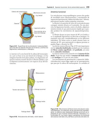 Lig. lateral
Membrana sinovial
Ligamento palmar
Cara articular de la
base de la falange
Lig. lateral
Cápsula
Cabeza del metacarpiano
IGURA   Superficies de la articulación metacarpofalán-
gica tras abrir la cápsula articular por el dorso y reclinar los
segmentos metacarpiano y falángico.
Metacarpiano
Lig. lateral
Falange proximal
Falange media
Falange distal
Tendón del extensor
Cápsula articular
IGURA   Articulaciones del dedo, visión lateral.
IGURA   Movimiento de flexión de la articulación meta-
carpofalángica, con extensión de las articulaciones interfalán-
gicas. La palanca ósea desplazada (falange proximal) se re-
presenta en azul. Fuerzas motoras flexoras: interóseos (1) y
lumbricales (2). Los trazos negros representan los tendones
del extensor del dedo (3) y del flexor profundo del dedo (4).
se insertan en la cara lateral de la cabeza del metacarpia-
no y por su base en la cara lateral de la falange y en los
márgenes laterales de la placa palmar. Los ligamentos ad-
quieren máxima tensión durante la flexión debido a que
se disponen excéntricamente con respecto al eje del mo-
vimiento.
Dinámica funcional
Las articulaciones metacarpofalángicas poseen dos grados
de movilidad activa: flexoextensiones y movimientos de
separación/aproximación (abducción/aducción). Además,
pasivamente pueden realizar pequeñas rotaciones.
La flexión es la posición de cierre de la articulación para
conseguir máxima eficacia en la prensión. En esta posi-
ción, los ligamentos laterales, como se ha dicho, adquieren
máxima tensión, lo que prácticamente impide que se pue-
dan producir los movimientos de separación/aproxima-
ción.
La flexión alcanza un poco menos de 90° en el índice y
se va ampliando ligeramente en dirección al meñique. La
extensión varía muy considerablemente en los diferentes
individuos. De forma activa se puede alcanzar hasta un
máximo de 50°, pero pasivamente en algunas personas se
pueden llegar a alcanzar los 90°.
Las fuerzas motoras flexoras (Fig. 6-93) más importantes
son los músculos lumbricales ayudados por los tendones
del flexor común superficial y del profundo, así como
de los músculos interóseos.
Las fuerzas motoras de la extensión son el extensor de los
dedos, al que hay que añadir el extensor del dedo índice
y del meñique en el caso de estos dedos.
Los movimientos de aproximación y separación (abdu-
ción/aducción) tienen lugar según un eje anteroposterior
que pasa por la cabeza del metacarpiano. Se considera al
#APÓTULO  Aparato locomotor de la extremidad superior 
 