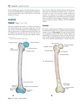 Cabeza del fémur
Cuello del fémur
Trocánter menor
Línea
intertrocantérea
Trocánter mayor
Fosa supratroclear
Tubérculo del aproximador
Epicóndilo
medial
Epicóndilo
lateral
Superficie
rotuliana
Fosa de la cabeza
femoral
M. piramidal
M. glúteo menor
M. vasto lateral
M. iliopsoas
M. vasto medial
M. vasto intermedio
M. articular
de la rodilla
M. aproximador
mayor
! 
IGURA   Fémur, visión anterior.
En los capítulos que siguen se describe el aparato locomo-
tor de la extremidad inferior exceptuando los componen-
tes del cinturón pélvico que se han descrito en la sección
referente al tronco.
HUESOS
FÉMUR1
(Figs. 7-1 y 7-2)
Forma el esqueleto del muslo y es el hueso más largo y
más robusto del cuerpo. Su tamaño oscila entre 34 y 54
cm; es éste un factor principal en el establecimiento de la
talla de cada persona. La disposición general del hueso no
es rectilínea sino que presenta una curvatura de concavi-
dad posterior que lo hace más apto para soportar el peso.
Esta curvatura diferencia el fémur humano del de los pri-
mates que no mantienen la posición erecta y aparece en
los niños en torno a los dos años cuando comienzan a
caminar. La curvatura no se forma en las personas que
sufren una parálisis de la extremidad antes de los dos años.
Como en todos los huesos largos, se distingue en el fémur
para su estudio un cuerpo o diáfisis y dos extremidades o
epífisis.
Cuerpo
El cuerpo es prácticamente cilíndrico y presta inserción a
los músculos del muslo. En su superficie posterior destaca
una gran cresta, la línea áspera, en la que se suelen locali-
zar los agujeros nutricios del hueso. La línea áspera está
originada por la inserción de un gran número de múscu-
los, y en ella se puede distinguir un surco medio de inser-
ción de los músculos aproximadores y bíceps femoral, y
1
Fémur del latín feredum = que soporta.
 3ECCIØN ))) Aparato locomotor
 