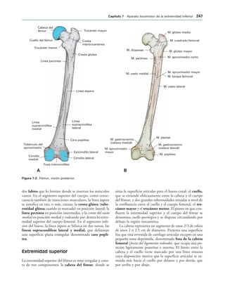 Trocánter mayor
Cresta
intertrocantérea
Cresta glútea
Línea áspera
Línea
supracondílea
lateral
Cara poplítea
Epicóndilo lateral
Cóndilo lateral
Fosa intercondílea
Cóndilo
medial
Tubérculo del
aproximador
Línea
supracondílea
medial
Línea pectínea
Trocánter menor
Cuello del fémur
Cabeza del
fémur M. glúteo medio
M. cuadrado femoral
M. glúteo mayor
M. aproximador corto
M. aproximador mayor
M. bíceps femoral
M. poplíteo
M. gastrocnemio
(cabeza lateral)
M. plantar
M. aproximador
mayor
M. gastrocnemio
(cabeza medial)
M. iliopsoas
M. pectíneo
M. vasto medial
! 
M. vasto lateral
IGURA   Fémur, visión posterior.
dos labios que lo limitan donde se insertan los músculos
vastos. En el segmento superior del cuerpo, como conse-
cuencia también de inserciones musculares, la línea áspera
se ramifica en tres, o más, crestas: la cresta glútea (tube-
rosidad glútea cuando es marcada) en posición lateral; la
línea pectínea en posición intermedia; y la cresta del vasto
medial en posición medial y rodeando por dentro la extre-
midad superior del cuerpo femoral. En el segmento infe-
rior del hueso, la línea áspera se bifurca en dos ramas, las
líneas supracondíleas lateral y medial, que delimitan
una superficie plana triangular denominada cara poplí-
tea.
Extremidad superior
La extremidad superior del fémur es muy irregular y cons-
ta de tres componentes: la cabeza del fémur, donde se
sitúa la superficie articular para el hueso coxal; el cuello,
que se extiende oblicuamente entre la cabeza y el cuerpo
del fémur; y dos grandes tuberosidades situadas a nivel de
la confluencia entre el cuello y el cuerpo femoral, el tro-
cánter mayor y el trocánter menor. El punto en que con-
fluyen la extremidad superior y el cuerpo del fémur se
denomina cuello quirúrgico y se dispone circundando por
debajo la región trocantérea.
La cabeza representa un segmento de unos 2/3 de esfera
de unos 2 ó 2.5 cm de diámetro. Presenta una superficie
lisa que está revestida de cartílago articular excepto en una
pequeña zona deprimida, denominada fosa de la cabeza
femoral (fosita del ligamento redondo), que ocupa una po-
sición ligeramente posterior e interna. El límite entre la
cabeza y el cuello viene marcado por una línea sinuosa
cuya disposición motiva que la superficie articular se ex-
tienda más hacia el cuello por delante y por detrás, que
por arriba y por abajo.
#APÓTULO  Aparato locomotor de la extremidad inferior 
 