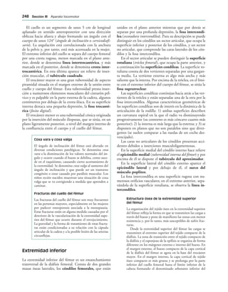 El cuello es un segmento de unos 5 cm de longitud
aplanado en sentido anteroposterior con una dirección
oblicua hacia afuera y abajo formando un ángulo con el
cuerpo de unos 124° (ángulo de inclinación o cervicodiafi-
sario). La angulación está correlacionada con la anchura
de la pelvis y, por tanto, está más acentuada en la mujer.
El extremo inferior del cuello se separa del cuerpo femoral
por una cresta rugosa, menos marcada en el plano ante-
rior, donde se denomina línea intertrocantérica, y más
marcada en el posterior, donde se denomina cresta inter-
trocantérica. En esta última aparece un relieve de inser-
ción muscular, el tubérculo cuadrado.
El trocánter mayor es una gran tuberosidad de aspecto
piramidal situada en el margen externo de la unión entre
cuello y cuerpo del fémur. Esta tuberosidad presta inser-
ción a numerosos elementos musculares del cinturón pél-
vico y es palpable en la parte externa de la cadera, algunos
centímetros por debajo de la cresta ilíaca. En su superficie
interna destaca una pequeña depresión, la fosa trocanté-
rica (fosita digital).
El trocánter menor es una tuberosidad cónica originada
por la inserción del músculo iliopsoas, que se sitúa, en un
plano ligeramente posterior, a nivel del margen interno de
la confluencia entre el cuerpo y el cuello del fémur.
Coxa vara y coxa valga
El ángulo de inclinación del fémur está alterado en
diversas condiciones patológicas. Se denomina coxa
vara a la disminución de los valores normales del án-
gulo y ocurre cuando el hueso se debilita, como suce-
de en el raquitismo, causando cierto acortamiento de
la extremidad. Se denomina coxa valga al aumento del
ángulo de inclinación y que puede ser un trastorno
congénito o estar causado por parálisis muscular. Los
niños recién nacidos muestran una situación de coxa
valga que se va corrigiendo a medida que aprenden a
caminar.
Fracturas del cuello del fémur
Las fracturas del cuello del fémur son muy frecuentes
en las personas mayores, especialmente en las mujeres
por padecer osteoporosis asociada a la menopausia.
Estas fracturas están en alguna medida causadas por el
deterioro de la vascularización de la extremidad supe-
rior del fémur que ocurre durante el envejecimiento.
La gravedad y la forma de tratamiento de estas fractu-
ras están condicionadas a su relación con la cápsula
articular de la cadera y a la posible lesión de las arterias
circunflejas.
Extremidad inferior
La extremidad inferior del fémur es un ensanchamiento
transversal de la diáfisis femoral. Consta de dos grandes
masas óseas laterales, los cóndilos femorales, que están
unidos en el plano anterior mientras que por detrás se
separan por una profunda depresión, la fosa intercondí-
lea (escotadura intercondílea). Para su descripción se puede
distinguir en los cóndilos un sector articular, que ocupa la
superficie inferior y posterior de los cóndilos, y un sector
no articular, que comprende las caras laterales de los cón-
dilos y la fosa intercondílea.
En el sector articular se pueden distinguir la superficie
rotuliana (tróclea femoral), que ocupa la parte anterior, y
a continuación las superficies condíleas. La superficie ro-
tuliana consta de dos vertientes separadas por una gargan-
ta media. La vertiente externa es algo más ancha y más
saliente que la interna. Por encima de la tróclea, en el lími-
te con el extremo inferior del cuerpo del fémur, se sitúa la
fosa supratroclear.
Las superficies condíleas continúan hacia atrás a las ver-
tientes de la tróclea y están separadas una de la otra por la
fosa intercondílea. Algunas características geométricas de
las superficies condíleas son de interés en la dinámica de la
articulación de la rodilla: 1) ambas superficies describen
un curvatura espiral en la que el radio va disminuyendo
progresivamente (su contorno es más cóncavo cuanto más
posterior); 2) la interna es más larga que la externa; y 3) se
disponen en planos que no son paralelos sino que diver-
gentes (se suelen comparar a las ruedas de un coche des-
vencijado).
Las caras no articulares de los cóndilos presentan acci-
dentes debidos a inserciones musculoligamentosas.
En la superficie medial del cóndilo interno hace relieve
el epicóndilo medial (tuberosidad interna del fémur) y por
encima de él se dispone el tubérculo del aproximador.
En la superficie lateral del cóndilo externo aparece el
epicóndilo lateral y por debajo de él, el surco del
músculo poplíteo.
La fosa intercondílea es una superficie rugosa con nu-
merosos orificios vasculares; en el extremo anterior, sepa-
rándola de la superficie rotuliana, se observa la línea in-
tercondílea.
Estructura ósea de la extremidad superior
del fémur
La organización del tejido óseo en la extremidad superior
del fémur refleja la forma en que se transmiten las cargas a
través del hueso y pone de manifiesto las zonas con menor
resistencia y, por lo tanto, más susceptibles de sufrir frac-
turas.
Desde la extremidad superior del fémur las cargas se
transmiten al extremo superior del tejido compacto de la
diáfisis. La zona de transición entre el tejido compacto de
la diáfisis y el esponjoso de la epífisis se organiza de forma
diferente en los márgenes externo e interno del hueso. En
el margen externo, el hueso compacto de la capa cortical
de la diáfisis del fémur se agota en la base del trocánter
mayor. En el margen interno, la capa cortical de tejido
óseo compacto es más gruesa y se prolonga por la parte
inferior del cuello femoral hasta el límite inferior de la
cabeza formando el denominado arbotante inferior del
 3ECCIØN ))) Aparato locomotor
 
