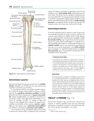 Cóndilo medial
Tuberosidad tibial
y lig. rotuliano
M. grácil
M. sartorio
M. semitendinoso
Cara medial
Borde anterior
Cara lateral y
m. tibial anterior
Maléolo medial
Carilla articular
Maléolo lateral
M. tercer peroneo
M. peroneo corto
M. peroneo largo
M. peroneo largo
Cuello
M. peroneo largo
Cabeza del
peroné
M. bíceps femoral
M. peroneo largo
M. extensor largo de
los dedos
Cóndilo lateral
M. tensor de
la fascia lata
IGURA   Tibia y peroné, visión anterior.
Extremidad superior
Está constituida por dos grandes masas óseas, los cóndilos
tibiales, adosados uno al lado del otro, que soportan las
superficies articulares para el fémur.
La cara superior presenta una amplia superficie aplana-
da a modo de meseta (meseta tibial) en la que se distin-
guen las dos superficies articulares condíleas (cavidades
glenoideas de la tibia) separadas por el espacio intercondí-
leo (espacio interglenoideo). Las superficies articulares tie-
nen forma ovoide, están ligeramente deprimidas y se re-
visten de cartílago articular. La interna es algo más
cóncava y más alargada que la externa. El espacio inter-
condíleo está dividido en dos sectores, anterior y poste-
rior, por dos espinas óseas (tubérculos intercondíleos)
que forman en conjunto la eminencia intercondílea.
En el contorno de la extremidad superior de la tibia
(contorno de la meseta tibial) se disponen varios accidentes
óseos. Por delante, marcando la separación entre los dos
cóndilos, está la tuberosidad tibial (tuberosidad anterior
de la tibia). Por detrás, los dos cóndilos se delimitan por
una zona deprimida. En la parte posterior del lado externo
se encuentra una pequeña superficie plana de forma ovoide
para la extremidad superior del peroné, la carilla articular
peroneal, y, por delante de ella, un relieve de inserción del
músculo tensor de la fascia lata (tubérculo de Gerdy).
Extremidad inferior
Es menos voluminosa que la superior y tiene el aspecto de
una pirámide truncada, en la que el vértice representa la
zona de continuidad con la diáfisis tibial. La base dispone
de una amplia superficie articular para el astrágalo, la cari-
lla articular inferior, que consta de dos vertientes separa-
das por un cresta obtusa mediosagital. La superficie me-
dial es palpable bajo la piel y se continúa hacia abajo por el
maléolo medial, que es una prominente prolongación
ósea que en su sector lateral posee una carilla articular
para el astrágalo. La superficie lateral presenta la escota-
dura peroneal, que es una superficie articular para la ex-
tremidad inferior del peroné.
Fracturas de la tibia
Las fracturas de la tibia son relativamente frecuentes
por la disposición próxima a la piel que tiene este hue-
so. Este hecho determina, además, que las fracturas se
infecten con frecuencia. La zona de fractura más fre-
cuente es la unión entre el tercio inferior y los dos
tercios superiores del cuerpo, que es la más delgada
del hueso y la que posee una peor vascularización.
Osificación
El centro primario se dispone en la diáfisis y aparece hacia
la 7.a
semana del desarrollo y se extiende hacia las extre-
midades de la tibia, que son cartilaginosas hasta el naci-
miento. Hacia el período del nacimiento aparece una cen-
tro de osificación secundario en la extremidad superior y
a los dos años otro centro secundario para la extremidad
inferior. Además, hacia los 11 años puede aparecer un
tercer centro secundario asociado a la tuberosidad tibial.
La osificación se completa primero en el extremo inferior
del hueso (18-19 años), y posteriormente lo hace en la
extremidad superior (20-22 años).
FÍBULA3
o PERONÉ (Fig. 7-5)
Es un hueso alargado y fino cuya función, más que la de
soporte, es aportar superficie ósea para las inserciones
musculares y contribuir a formar la articulación del tobi-
llo. Consta de dos extremidades y un cuerpo.
3
Fíbula en latín significa aguja.
 3ECCIØN ))) Aparato locomotor
 