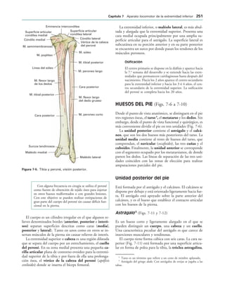 Superficie articular
condílea lateral
Cóndilo lateral
Vértice de la cabeza
del peroné
Eminencia intercondílea
Superficie articular
condílea medial
Cóndilo medial
M. semimembranoso
M. poplíteo
M. sóleo
M. tibial posterior
M. peroneo largo
Cara posterior
M. flexor largo
del dedo grueso
M. peroneo corto
Maléolo lateral
Maléolo medial
Surcos tendinosos
Cara posterior
M. tibial posterior
M. flexor largo
de los dedos
Línea del sóleo
IGURA   Tibia y peroné, visión posterior.
Con alguna frecuencia en cirugía se utiliza el peroné
como fuente de obtención de tejido óseo para injertar
en otros huesos malformados o con grandes lesiones.
Con este objetivo se pueden realizar extirpaciones de
gran parte del cuerpo del peroné sin causar déficit fun-
cional en la pierna.
El cuerpo es un cilindro irregular en el que algunos re-
lieves denominados bordes (anterior, posterior e interó-
seo) separan superficies descritas como caras (medial,
posterior y lateral). Tanto en unos como en otros se in-
sertan músculos de la pierna sin causar relieves de interés.
La extremidad superior o cabeza es una región dilatada
que se separa del cuerpo por un estrechamiento, el cuello
del peroné. En su zona medial presenta una pequeña ca-
rilla articular plana de contorno ovoideo para la extremi-
dad superior de la tibia y por fuera de ella una prolonga-
ción ósea, el vértice de la cabeza del peroné (apófisis
estiloides) donde se inserta el bíceps femoral.
La extremidad inferior, o maléolo lateral, es más abul-
tada y alargada que la extremidad superior. Presenta una
cara medial ocupada principalmente por una amplia su-
perficie articular para el astrágalo. La superficie lateral es
subcutánea en su porción anterior y en su parte posterior
se encuentra un surco por donde pasan los tendones de los
músculos peroneos.
Osificación
El centro primario se dispone en la diáfisis y aparece hacia
la 7.a
semana del desarrollo y se extiende hacia las extre-
midades que permanecen cartilaginosas hasta después del
nacimiento. Hacia los 2 años aparece el centro secundario
para la extremidad inferior y hacia los 3 ó 4 años, el cen-
tro secundario de la extremidad superior. La osificación
del peroné se completa hacia los 20 años.
HUESOS DEL PIE (Figs. 7-6 a 7-10)
Desde el punto de vista anatómico, se distinguen en el pie
tres regiones óseas, el tarso4
, el metatarso y los dedos. Sin
embargo, desde el punto de vista funcional y quirúrgico, es
más conveniente dividir el pie en tres unidades (Fig. 7-6).
La unidad posterior contiene el astrágalo y el calcá-
neo, que son los dos huesos más posteriores del tarso. La
unidad media contiene al resto de huesos del tarso, que
comprendan, el navicular (escafoides), las tres cuñas y el
cuboides. Finalmente, la unidad anterior se corresponde
con el segmento ocupado por los metatarsianos, de donde
parten los dedos. Las líneas de separación de las tres uni-
dades coinciden con las zonas de elección para realizar
amputaciones parciales del pie.
Unidad posterior del pie
Está formada por el astrágalo y el calcáneo. El calcáneo se
dispone por debajo y está orientado ligeramente hacia fue-
ra. El astrágalo está apoyado sobre la parte anterior del
calcáneo, y es el hueso que establece el contacto articular
con los huesos de la pierna.
Astrágalo 5
(Figs. 7-11 y 7-12)
Es un hueso corto y ligeramente alargado en el que se
pueden distinguir un cuerpo, una cabeza y un cuello.
Una característica peculiar del astrágalo es que carece de
inserciones musculares y tendinosas.
El cuerpo tiene forma cúbica con seis caras. La cara su-
perior (Fig. 7-11) está formada por una superficie articu-
lar en forma de polea para la tibia, la tróclea astragalina,
4
Tarso es un término que refiere a un cesto de mimbre aplanado.
5
Astrágalo del griego dado. Con astrágalos de ovejas se jugaba a las
tabas.
#APÓTULO  Aparato locomotor de la extremidad inferior 
 