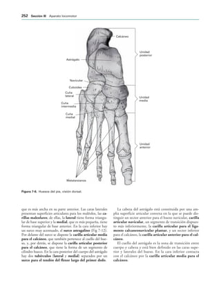Unidad
posterior
Unidad
media
Unidad
anterior
Astrágalo
Navicular
Cuboides
Cuña
lateral
Cuña
intermedia
Cuña
medial
Metatarsianos
Calcáneo
IGURA   Huesos del pie, visión dorsal.
que es más ancha en su parte anterior. Las caras laterales
presentan superficies articulares para los maléolos, las ca-
rillas maleolares; de ellas, la lateral tiene forma triangu-
lar de base superior y la medial, que es más pequeña, tiene
forma triangular de base anterior. En la cara inferior hay
un surco muy acentuado, el surco astragalino (Fig 7-12).
Por delante del surco se dispone la carilla articular media
para el calcáneo, que también pertenece al cuello del hue-
so, y, por detrás, se dispone la carilla articular posterior
para el calcáneo, que tiene la forma de un segmento de
cilindro hueco. En la cara posterior del cuerpo del astrágalo
hay dos tubérculos (lateral y medial) separados por un
surco para el tendón del flexor largo del primer dedo.
La cabeza del astrágalo está constituida por una am-
plia superficie articular convexa en la que se puede dis-
tinguir un sector anterior para el hueso navicular, carilla
articular navicular, un segmento de transición dispues-
to más inferiormente, la carilla articular para el liga-
mento calcaneonavicular plantar, y un sector inferior
para el calcáneo, la carilla articular anterior para el cal-
cáneo.
El cuello del astrágalo es la zona de transición entre
cuerpo y cabeza y está bien definido en las caras supe-
rior y laterales del hueso. En la cara inferior contacta
con el calcáneo por la carilla articular media para el
calcáneo.
 3ECCIØN ))) Aparato locomotor
 