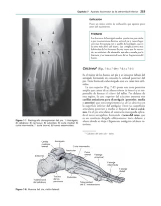 IGURA   Radiografía dorsoplantar del pie. 1) Astrágalo;
2) calcáneo; 3) navicular; 4) cuboides; 5) cuña medial; 6)
cuña intermedia; 7) cuña lateral; 8) hueso sesamoideo.
Falange
distal
Falange
intermedia
Falange
proximal
Cuña
lateral
Cuña intermedia
Navicular
Astrágalo
Carilla
maleolar
lateral
Calcáneo
Tuberosidad
del calcáneo
Tróclea
de los
peroneos
Cuboides
Tuberosidad
del 5. metatarsiano
o
IGURA   Huesos del pie, visión lateral.
Osificación
Posee un único centro de osificación que aparece poco
antes del nacimiento.
Fracturas
Las fracturas del astrágalo suelen producirse por caídas
o por traumatismos directos sobre el pie y tienen lugar
con más frecuencia por el cuello del astrágalo, que es
la zona más débil del hueso. Las complicaciones más
habituales de las fracturas de este hueso son las necro-
sis, secundarias a la afectación vascular causada por la
fractura, y las luxaciones de uno de los fragmentos del
hueso.
Calcáneo 6
(Figs. 7-6 a 7-10 y 7-13 a 7-14)
Es el mayor de los huesos del pie y se sitúa por debajo del
astrágalo formando en conjunto la unidad posterior del
pie. Tiene forma de cubo alargado con seis caras bien defi-
nidas.
La cara superior (Fig. 7-13) posee una zona posterior
amplia que carece de accidentes óseos de interés y es res-
ponsable de formar el relieve del talón. Por delante de
esta región, la cara superior del calcáneo presenta tres
carillas articulares para el astrágalo (posterior, media
y anterior) que son complementarias de las descritas en
la superficie inferior del astrágalo. Entre las superficies
articulares posterior y media se dispone el surco calcá-
neo. En el pie articulado, el surco calcáneo queda aplica-
do al surco astragalino, formando el seno del tarso, que
es un conducto dirigido oblicuamente hacia delante y
afuera donde se aloja el ligamento astrágalo-calcáneo in-
teróseo.
6
Calcáneo del latín calx = talón.
#APÓTULO  Aparato locomotor de la extremidad inferior 
 