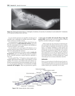 IGURA   Radiografía lateral del pie. 1) Astrágalo; 2) calcáneo; 3) navicular; 4) cuboides; 5) cuña medial; 6) 5.o
metatarsia-
no. El asterisco señala el seno del tarso.
Calcáneo
Canal calcáneo
Astrágalo
Carilla maleolar medial
Cabeza del astrágalo
Navicular
Cuña intermedia
2. metatarsiano
o
Falange
proximal
Falange distal
Sustentaculum tali
Cuboides
Cuña medial
Cabeza del 1. metatarsiano
er
IGURA   Huesos del pie, visión medial.
La cara anterior presenta una superficie articular para el
cuboides, que es aplanada en sentido transversal y ligera-
mente convexa en sentido vertical.
La cara posterior es rugosa por abajo, donde forma una
gran prominencia, la tuberosidad del calcáneo, que en la
zona de continuidad con la cara inferior, está dividida en
un proceso lateral y otro medial.
La cara inferior es la cara de apoyo del calcáneo y en su
extremo posterior hacen relieve los procesos lateral y me-
dial de la tuberosidad del calcáneo.
La cara lateral presenta en su parte media la tróclea de
los peroneos, que es un tubérculo que separa los tendones
de los músculos peroneos cuando discurren aplicados a
esta cara.
La cara medial (Fig. 7-14) aparece como un gran surco
dirigido oblicuamente hacia abajo y hacia delante, el canal
calcáneo. Por encima y por delante del canal calcáneo so-
bresale una prominencia ósea que prolonga como un «ale-
ro» a la cara superior del hueso, el sustentaculum tali (sus-
tentáculo del astrágalo). Bajo esta prominencia aparece
el surco para el tendón del músculo flexor largo del
primer dedo, mientras que en su cara superior se sitúa la
superficie articular media para el astrágalo.
Desde el punto de vista estructural, la importante fun-
ción sustentadora del calcáneo determina que sus trabécu-
las óseas tengan un ordenación muy precisa. En cortes del
hueso o en imágenes radiológicas se puede apreciar que
desde la zona articular con el astrágalo parten dos sistemas
de trabéculas, uno posterior, hacia el talón, y otro anterior,
hacia la articulación con el cuboides. Los dos sistemas se
unen además por un tercer haz de trabéculas que discurre
horizontalmente bajo la superficie inferior del hueso. La
zona central del hueso es de baja densidad ósea y queda
enmarcada por los tres sistemas trabeculares descritos.
Osificación
Posee un centro primario de osificación para la parte an-
terior del hueso que aparece al sexto mes de vida fetal y un
centro secundario para la zona posterior de inserción del
tendón calcáneo que se desarrolla a los 8-9 años.
 3ECCIØN ))) Aparato locomotor
 