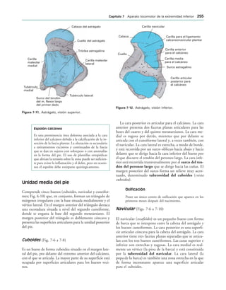 Cabeza del astrágalo
Cuello del astrágalo
Tróclea astragalina
Carilla maleolar
lateral
Tubérculo lateral
Surco del tendón
del m. flexor largo
del primer dedo
Tubérculo
medial
Carilla
maleolar
medial
IGURA   Astrágalo, visión superior.
Carilla articular
posterior para
el calcáneo
Surco astragalino
Carilla media
para el calcáneo
Carilla anterior
para el calcáneo
Carilla para el ligamento
calcaneonavicular plantar
Cuello
Cabeza
Carilla navicular
IGURA   Astrágalo, visión inferior.
Espolón calcáneo
Es una prominencia ósea dolorosa asociada a la cara
inferior del calcáneo debida a la calcificación de la in-
serción de la fascia plantar. La alteración es secundaria
a estiramientos excesivos y continuados de la fascia
que se dan en sujetos con sobrepeso o con anomalías
en la forma del pie. El uso de plantillas ortopédicas
que alivian la tensión sobre la zona puede ser suficien-
te para evitar la inflamación y el dolor, pero en ocasio-
nes el espolón debe extirparse quirúrgicamente.
Unidad media del pie
Comprende cinco huesos (cuboides, navicular y cuneifor-
mes; Fig. 6-10) que, en conjunto, forman un triángulo de
márgenes irregulares con la base situada medialmente y el
vértice lateral. En el margen anterior del triángulo destaca
una escotadura situada a nivel del segundo cuneiforme,
donde se engasta la base del segundo metatarsiano. El
margen posterior del triángulo es doblemente cóncavo y
presenta las superficies articulares para la unidad posterior
del pie.
Cuboides (Fig. 7-6 a 7-8)
Es un hueso de forma cuboidea situado en el margen late-
ral del pie, por delante del extremo anterior del calcáneo,
con el que se articula. La mayor parte de su superficie está
ocupada por superficies articulares para los huesos veci-
nos.
La cara posterior es articular para el calcáneo. La cara
anterior presenta dos facetas planas articulares para las
bases del cuarto y del quinto metatarsianos. La cara me-
dial es rugosa por detrás, mientras que por delante se
articula con el cuneiforme lateral y, a veces también, con
el navicular. La cara lateral es estrecha, a modo de borde,
y está recorrida por un surco oblicuo hacia abajo y hacia
delante que se dirige hacia la cara inferior del hueso por
el que discurre el tendón del peroneo largo. La cara infe-
rior está recorrida transversalmente por el surco del ten-
dón del peroneo largo que se dirige hacia las cuñas. El
margen posterior del surco forma un relieve muy acen-
tuado, denominado tuberosidad del cuboides (cresta
cuboidea).
Osificación
Posee un único centro de osificación que aparece en los
primeros meses después del nacimiento.
Navicular (Figs. 7-6 a 7-10)
El navicular (escafoides) es un pequeño hueso con forma
de barca que se interpone entre la cabeza del astrágalo y
los huesos cuneiformes. La cara posterior es una superfi-
cie articular cóncava para la cabeza del astrágalo. La cara
anterior tiene tres facetas planas separadas que se articu-
lan con los tres huesos cuneiformes. Las caras superior e
inferior son estrechas y rugosas. La cara medial es real-
mente un vértice (la proa de la barca) y está constituida
por la tuberosidad del navicular. La cara lateral (la
popa de la barca) es también una zona estrecha en la que
de forma inconstante aparece una superficie articular
para el cuboides.
#APÓTULO  Aparato locomotor de la extremidad inferior 
 