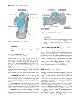 Carilla posterior
para el astrágalo
Surco calcáneo
Carilla anterior
para el astrágalo
Carilla media
para el astrágalo
Sustentaculum tali
Tuberosidad
del calcáneo
IGURA   Calcáneo, visión superior.
Canal
calcáneo
Carilla posterior
para el astrágalo
Carilla media
para el astrágalo
Carilla anterior
para el astrágalo
Superficie articular
para el cuboides
Sustentaculum tali
Tuberosidad
del calcáneo
(proceso medial)
IGURA   Calcáneo, visión medial.
Osificación
Posee un único centro de osificación que aparece a los 3 ó
4 años.
Huesos cuneiformes (Figs. 6-8)
Son tres piezas óseas en forma de cuña situadas en la
unidad media del pie, por delante del hueso navicular y
medialmente al cuboides. Se designan como cuña me-
dial (primera cuña), intermedia (segunda cuña) y late-
ral (tercera cuña) y se articulan entre sí por sus caras
laterales.
Todas ellas muestran una superficie articular posterior
para el hueso navicular y una anterior articular para la base
de los huesos metatarsianos; además, las superficies supe-
rior e inferior de cada cuña presenta rugosidades de inser-
ción muscular o ligamentosa.
La cuña medial es la mayor de las tres. Por su cara
anterior se articula con la base del primer metatarsiano y
por su cara lateral, además de contactar con la cuña inter-
media, se articula también con la base del segundo meta-
tarsiano.
La cuña intermedia es la más pequeña. Por sus caras
laterales se articula con la otras cuñas, pero debido a su
pequeño tamaño en la parte anterior deja una hendidura
donde se encaja la base del segundo metatarsiano.
La cuña lateral contacta por su cara distal con la base
del tercer metatarsiano y por su cara medial con la cuña
intermedia y con la base del segundo metatarsiano. Su
cara lateral se articula con el cuboides.
Osificación
Cada cuña posee un único centro de osificación que apa-
rece primero en la medial (al año de vida), luego en la
lateral (a los 2 años) y, finalmente, en la intermedia (a los
3 años).
Unidad anterior del pie (Figs. 7-6 y 7-7)
La unidad anterior del pie está formada por los metatar-
sianos y las falanges de los dedos. Las falanges son mucho
más pequeñas que las de la mano. El patrón morfológico
general del pie es que el tamaño de los dedos disminuye a
partir del 2.o
, pero ocurren variaciones en el tamaño del
primero y segundo dedo que dan lugar a tres tipos de pie
con morbilidad diferente: pie egipcio, en el que el primer
dedo es mayor que el segundo; pie griego, en el que el
primer dedo es menor que el segundo; y pie cuadrado, en
el que el primer dedo es igual que el segundo.
Metatarsianos (Figs. 7-6 a 7-9)
Son cinco huesos largos con dos extremidades y un cuerpo
central. El primero, que es el más medial, es el más grueso
y el más corto, mientras que el segundo es el más largo y
más fino.
El cuerpo en todos los metatarsianos es prismático
triangular, con una cara dorsal y dos laterales que delimi-
tan el espacio interóseo.
La extremidad posterior, o base, tiene forma de cuña
con la arista, que presenta rugosidades de inserciones liga-
mentosas, dispuesta en posición plantar. La cara dorsal
carece de accidentes anatómicos que deban resaltarse. La
cara posterior es plana y se articula con los huesos de la
unidad media. Las cara laterales poseen superficies articu-
lares planas que establecen uniones con la base del meta-
tarsiano vecino. Además, la base del segundo metatarsia-
 3ECCIØN ))) Aparato locomotor
 