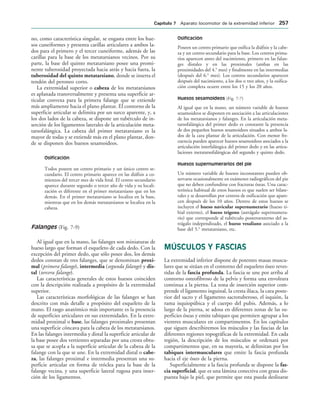 no, como característica singular, se engasta entre los hue-
sos cuneiformes y presenta carillas articulares a ambos la-
dos para el primero y el tercer cuneiforme, además de las
carillas para la base de los metatarsianos vecinos. Por su
parte, la base del quinto metatarsiano posee una promi-
nente tuberosidad proyectada hacia atrás y hacia fuera, la
tuberosidad del quinto metatarsiano, donde se inserta el
tendón del peroneo corto.
La extremidad superior o cabeza de los metatarsianos
es aplanada transversalmente y presenta una superficie ar-
ticular convexa para la primera falange que se extiende
más ampliamente hacia el plano plantar. El contorno de la
superficie articular se delimita por un surco aparente, y, a
los dos lados de la cabeza, se dispone un tubérculo de in-
serción de los ligamentos laterales de la articulación meta-
tarsofalángica. La cabeza del primer metatarsiano es la
mayor de todas y se extiende más en el plano plantar, don-
de se disponen dos huesos sesamoideos.
Osificación
Todos poseen un centro primario y un único centro se-
cundario. El centro primario aparece en las diáfisis a co-
mienzos del tercer mes de vida fetal. El centro secundario
aparece durante segundo o tercer año de vida y su locali-
zación es diferente en el primer metatarsiano que en los
demás. En el primer metatarsiano se localiza en la base,
mientras que en los demás metatarsianos se localiza en la
cabeza.
Falanges (Fig. 7-9)
Al igual que en la mano, las falanges son miniaturas de
hueso largo que forman el esqueleto de cada dedo. Con la
excepción del primer dedo, que sólo posee dos, los demás
dedos constan de tres falanges, que se denominan proxi-
mal (primera falange), intermedia (segunda falange) y dis-
tal (tercera falange).
Las características generales de estos huesos coinciden
con la descripción realizada a propósito de la extremidad
superior.
Las características morfológicas de las falanges se han
descrito con más detalle a propósito del esqueleto de la
mano. El rasgo anatómico más importante es la presencia
de superficies articulares en sus extremidades. En la extre-
midad proximal o base, las falanges proximales presentan
una superficie cóncava para la cabeza de los metatarsianos.
En las falanges intermedia y distal la superficie articular de
la base posee dos vertientes separadas por una cresta obtu-
sa que se acopla a la superficie articular de la cabeza de la
falange con la que se une. En la extremidad distal o cabe-
za, las falanges proximal e intermedia presentan una su-
perficie articular en forma de tróclea para la base de la
falange vecina, y una superficie lateral rugosa para inser-
ción de los ligamentos.
Osificación
Poseen un centro primario que osifica la diáfisis y la cabe-
za y un centro secundario para la base. Los centros prima-
rios aparecen antes del nacimiento, primero en las falan-
ges distales y en las proximales (ambas en las
proximidades del 4.o
mes) y finalmente en las intermedias
(después del 6.o
mes). Los centros secundarios aparecen
después del nacimiento, a los dos o tres años, y la osifica-
ción completa ocurre entre los 15 y los 20 años.
Huesos sesamoideos (Fig. 7-7)
Al igual que en la mano, un número variable de huesos
sesamoideos se disponen en asociación a las articulaciones
de los metatarsianos y falanges. En la articulación meta-
tarsofalángica del primer dedo es constante la presencia
de dos pequeños huesos sesamoideos situados a ambos la-
dos de la cara plantar de la articulación. Con menor fre-
cuencia pueden aparecer huesos sesamoideos asociados a la
articulación interfalángica del primer dedo y en las articu-
laciones metatarsofalángicas del segundo y quinto dedo.
Huesos supernumerarios del pie
Un número variable de huesos inconstantes pueden ob-
servarse ocasionalmente en exámenes radiográficos del pie
que no deben confundirse con fracturas óseas. Una carac-
terística habitual de estos huesos es que suelen ser bilate-
rales y se desarrollan por centros de osificación que apare-
cen después de los 10 años. Dentro de estos huesos se
incluyen el hueso navicular supernumerario (hueso ti-
bial externo), el hueso trígono (astrágalo supernumera-
rio) que corresponde al tubérculo posteroexterno del as-
trágalo independizado, el hueso vesaliano asociado a la
base del 5.o
metatarsiano, etc.
MÚSCULOS Y FASCIAS
La extremidad inferior dispone de potentes masas muscu-
lares que se sitúan en el contorno del esqueleto óseo reves-
tidas de la fascia profunda. La fascia se une por arriba al
contorno osteofibroso de la pelvis y forma una envoltura
continua a la pierna. La zona de inserción superior com-
prende el ligamento inguinal, la cresta ilíaca, la cara poste-
rior del sacro y el ligamento sacrotuberoso, el isquión, la
rama isquiopúbica y el cuerpo del pubis. Además, a lo
largo de la pierna, se adosa en diferentes zonas de las su-
perficies óseas y emite tabiques que permiten agrupar a los
vientres musculares en compartimentos. En los capítulos
que siguen describiremos los músculos y las fascias de las
diferentes regiones topográficas de la extremidad. En cada
región, la descripción de los músculos se ordenará por
compartimentos que, en su mayoría, se delimitan por los
tabiques intermusculares que emite la fascia profunda
hacia el eje óseo de la pierna.
Superficialmente a la fascia profunda se dispone la fas-
cia superficial, que es una lámina conectiva con grasa dis-
puesta bajo la piel, que permite que esta pueda deslizarse
#APÓTULO  Aparato locomotor de la extremidad inferior 
 