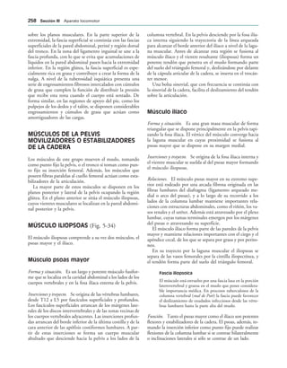 sobre los planos musculares. En la parte superior de la
extremidad, la fascia superficial se continúa con las fascias
superficiales de la pared abdominal, periné y región dorsal
del tronco. En la zona del ligamento inguinal se une a la
fascia profunda, con lo que se evita que acumulaciones de
líquidos en la pared abdominal pasen hacia la extremidad
inferior. En la región glútea, la fascia superficial es espe-
cialmente rica en grasa y contribuye a crear la forma de la
nalga. A nivel de la tuberosidad isquiática presenta una
serie de engrosamientos fibrosos intercalados con cúmulos
de grasa que cumplen la función de distribuir la presión
que recibe esta zona cuando el cuerpo está sentado. De
forma similar, en las regiones de apoyo del pie, como los
pulpejos de los dedos y el talón, se disponen considerables
engrosamientos y cúmulos de grasa que actúan como
amortiguadores de las cargas.
MÚSCULOS DE LA PELVIS
MOVILIZADORES O ESTABILIZADORES
DE LA CADERA
Los músculos de este grupo mueven el muslo, tomando
como punto fijo la pelvis, o el tronco si toman como pun-
to fijo su inserción femoral. Además, los músculos que
poseen fibras paralelas al cuello femoral actúan como esta-
bilizadores de la articulación.
La mayor parte de estos músculos se disponen en los
planos posterior y lateral de la pelvis ocupando la región
glútea. En el plano anterior se sitúa el músculo iliopsoas,
cuyos vientres musculares se localizan en la pared abdomi-
nal posterior y la pelvis.
MÚSCULO ILIOPSOAS (Fig. 5-34)
El músculo iliopsoas comprende a su vez dos músculos, el
psoas mayor y el ilíaco.
Músculo psoas mayor
Forma y situación. Es un largo y potente músculo fusifor-
me que se localiza en la cavidad abdominal a los lados de los
cuerpos vertebrales y en la fosa ilíaca externa de la pelvis.
Inserciones y trayecto. Se origina de las vértebras lumbares,
desde T12 a L5 por fascículos superficiales y profundos.
Los fascículos superficiales arrancan de los márgenes late-
rales de los discos intervertebrales y de las zonas vecinas de
los cuerpos vertebrales adyacentes. Las inserciones profun-
das arrancan del borde inferior de la última costilla y de la
cara anterior de las apófisis costiformes lumbares. A par-
tir de estas inserciones se forma un cuerpo muscular
abultado que desciende hacia la pelvis a los lados de la
columna vertebral. En la pelvis desciende por la fosa ilía-
ca interna siguiendo la trayectoria de la línea arqueada
para alcanzar el borde anterior del ilíaco a nivel de la lagu-
na muscular. Antes de alcanzar esta región se fusiona al
músculo ilíaco y el vientre resultante (iliopsoas) forma un
potente tendón que penetra en el muslo formando parte
del suelo del triángulo femoral y, deslizándose por delante
de la cápsula articular de la cadera, se inserta en el trocán-
ter menor.
Una bolsa sinovial, que con frecuencia se continúa con
la sinovial de la cadera, facilita el deslizamiento del tendón
sobre la articulación.
Músculo ilíaco
Forma y situación. Es una gran masa muscular de forma
triangular que se dispone principalmente en la pelvis tapi-
zando la fosa ilíaca. El vértice del músculo converge hacia
la laguna muscular en cuyas proximidad se fusiona al
psoas mayor que se dispone en su margen medial.
Inserciones y trayecto. Se origina de la fosa ilíaca interna y
el vientre muscular se suelda al del psoas mayor formando
el músculo iliopsoas.
Relaciones. El músculo psoas mayor en su extremo supe-
rior está rodeado por una arcada fibrosa originada en las
fibras lumbares del diafragma (ligamento arqueado me-
dial o arco del psoas), y a lo largo de su recorrido a los
lados de la columna lumbar mantiene importantes rela-
ciones con estructuras abdominales, como el riñón, los va-
sos renales y el uréter. Además está atravesado por el plexo
lumbar, cuyas ramas terminales emergen por los márgenes
del psoas o atravesando su superficie.
El músculo ilíaco forma parte de las paredes de la pelvis
mayor y mantiene relaciones importantes con el ciego y el
apéndice cecal, de los que se separa por grasa y por perito-
neo.
En su trayecto por la laguna muscular el iliopsoas se
separa de las vasos femorales por la cintilla iliopectínea, y
el tendón forma parte del suelo del triángulo femoral.
Fascia iliopsoica
El músculo está envuelto por una fascia laxa en la porción
laterovertebral y gruesa en el muslo que posee considera-
ble importancia médica. En procesos tuberculosos de la
columna vertebral (mal de Pott) la fascia puede favorecer
el deslizamiento de exudados infecciosos desde las vérte-
bras lumbares hasta la parte alta del muslo.
Función. Tanto el psoas mayor como el ilíaco son potentes
flexores y estabilizadores de la cadera. El psoas, además, to-
mando la inserción inferior como punto fijo puede realizar
flexiones de la columna lumbar si se contrae bilateralmente
o inclinaciones laterales si sólo se contrae de un lado.
 3ECCIØN ))) Aparato locomotor
 