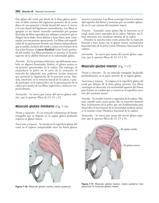 IGURA   Músculo glúteo medio, visión posterior.
M. glúteo menor
M. glúteo medio
IGURA   Músculo glúteo menor, visión posterior tras
seccionar el músculo glúteo medio.
ficie glútea del coxal, por detrás de la línea glútea poste-
rior; el labio externo del segmento posterior de la cresta
ilíaca; la cara posterior y borde lateral del sacro; el cóccix;
y la cara dorsal del ligamento sacrotuberoso. Las fibras se
agrupan en un vientre muscular constituido por gruesos
fascículos de fibras separados por tabiques conectivos que se
dirigen hacia abajo, hacia delante y hacia fuera, para conti-
nuarse con una potente aponeurosis. Las fibras más superfi-
ciales de la aponeurosis forman una lámina independiente
que se suelda a la fascia del muslo y junto con el tensor de la
fascia lata forman el tracto iliotibial (véase Fascia profun-
da del muslo). Las fibras profundas se insertan en la parte
superior de la diáfisis femoral en la tuberosidad glútea.
Función. En los primates inferiores, (posiblemente tam-
bién en algunos homínidos fósiles), el glúteo mayor es
un potente aproximador de la cadera. Sin embargo, al
ensancharse la pelvis en el curso de la evolución, el
músculo ha adquirido una poderosa acción extensora
que permitió la adquisición de la posición erecta. Ade-
más, interviene en la rotación lateral de la cadera, y pue-
de participar en la separación y en la aproximación de la
cadera por medio de sus fibras superiores e inferiores res-
pectivamente.
Inervación. Se inerva por ramas del nervio glúteo infe-
rior, que le aportan fibras de L5, S1 y S2.
Músculo glúteo mediano (Fig. 7-16)
Forma y situación. Es un músculo voluminoso de forma
triangular que se dispone en la región glútea profundo
respecto al glúteo mayor.
Inserciones y trayecto. Se inserta en la superficie glútea del
coxal en el espacio comprendido entre las líneas glúteas
anterior y posterior. Las fibras convergen hacia la extremi-
dad superior del fémur y terminan por un tendón aplana-
do en la cara externa del trocánter mayor.
Función. Tomando como punto fijo la inserción en el
coxal, actúa como separador de la cadera. Además, sus fi-
bras anteriores son rotadoras internas de la cadera.
Durante la marcha toma como punto fijo la inserción
femoral y hace junto con el glúteo menor inclinaciones
homolaterales de la pelvis (véase Dinámica funcional de la
cadera).
Inervación. Se inerva por ramas del nervio glúteo supe-
rior, que le aportan fibras de L4, L5 y S1.
Músculo glúteo menor (Fig. 7-17)
Forma y situación. Es un músculo triangular localizado
profundamente en la parte anterior de la región glútea.
Inserciones y trayecto. Se origina en la superficie glútea del
coxal por delante de la línea glútea anterior. Las fibras
convergen en dirección a la extremidad superior del fémur
para formar un tendón que se inserta en la superficie ante-
rior del trocánter mayor.
Función. Es rotador interno y separador de la cadera. Ade-
más, cuando toma como punto fijo su inserción femoral,
hace inclinaciones de la pelvis que son fundamentales para
desarrollar el movimiento de la extremidad oscilante duran-
te la marcha (véase Dinámica funcional de la cadera).
Inervación. Se inerva por ramas del nervio glúteo supe-
rior, que le aportan fibras de L4, L5 y S1.
 3ECCIØN ))) Aparato locomotor
 