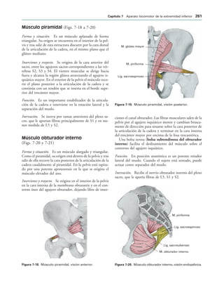 IGURA   Músculo piramidal, visión anterior.
M. glúteo mayor
M. piriforme
Lig. sacroespinoso
IGURA   Músculo piramidal, visión posterior.
M. piriforme
Lig. sacroespinoso
Lig. sacrotuberoso
M. obturador interno
IGURA   Músculo obturador interno, visión endopélvica.
Músculo piramidal (Figs. 7-18 a 7-20)
Forma y situación. Es un músculo aplanado de forma
triangular. Su origen se encuentra en el interior de la pel-
vis y tras salir de esta estructura discurre por la cara dorsal
de la articulación de la cadera, en el mismo plano que el
glúteo mediano.
Inserciones y trayecto. Se origina de la cara anterior del
sacro, entre los agujeros sacros correspondientes a las vér-
tebras S2, S3 y S4. El vientre muscular se dirige hacia
fuera y alcanza la región glútea atravesando el agujero is-
quiático mayor. En el exterior de la pelvis el músculo reco-
rre el plano posterior a la articulación de la cadera y se
continúa con un tendón que se inserta en el borde supe-
rior del trocánter mayor.
Función. Es un importante estabilizador de la articula-
ción de la cadera e interviene en la rotación lateral y la
separación del muslo.
Inervación. Se inerva por ramas anteriores del plexo sa-
cro, que le aportan fibras principalmente de S1 y en me-
nor medida de L5 y S2.
Músculo obturador interno
(Figs. 7-20 y 7-21)
Forma y situación. Es un músculo alargado y triangular.
Como el piramidal, su origen está dentro de la pelvis y tras
salir de ella recorre la cara posterior de la articulación de la
cadera caudalmente al piramidal. En la pelvis está tapiza-
do por una potente aponeurosis en la que se origina el
músculo elevador del ano.
Inserciones y trayecto. Se origina en el interior de la pelvis
en la cara interna de la membrana obturatriz y en el con-
torno óseo del agujero obturador, dejando libre de inser-
ciones el canal obturador. Las fibras musculares salen de la
pelvis por el agujero isquiático menor y cambian brusca-
mente de dirección para situarse sobre la cara posterior de
la articulación de la cadera y terminar en la cara interna
del trocánter mayor por encima de la fosa trocantérica.
Una bolsa serosa (bolsa subtendinosa del obturador
interno) facilita el deslizamiento del músculo sobre el
contorno del agujero isquiático.
Función. En posición anatómica es un potente rotador
lateral del muslo. Cuando el sujeto está sentado, puede
actuar como separador del muslo.
Inervación. Recibe el nervio obturador interno del plexo
sacro, que le aporta fibras de L5, S1 y S2.
#APÓTULO  Aparato locomotor de la extremidad inferior 
 