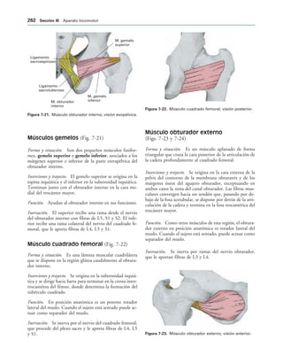 M. gemelo
superior
M. gemelo
inferior
M. obturador
interno
Ligamento
sacrotuberoso
Ligamento
sacroespinoso
IGURA   Músculo obturador interno, visión exopélvica.
IGURA   Músculo cuadrado femoral, visión posterior.
IGURA   Músculo obturador externo, visión anterior.
Músculos gemelos (Fig. 7-21)
Forma y situación. Son dos pequeños músculos fusifor-
mes, gemelo superior y gemelo inferior, asociados a los
márgenes superior e inferior de la parte extrapélvica del
obturador interno.
Inserciones y trayecto. El gemelo superior se origina en la
espina isquiática y el inferior en la tuberosidad isquiática.
Terminan junto con el obturador interno en la cara me-
dial del trocánter mayor.
Función. Ayudan al obturador interno en sus funciones.
Inervación. El superior recibe una rama desde el nervio
del obturador interno con fibras de L5, S1 y S2. El infe-
rior recibe una rama colateral del nervio del cuadrado fe-
moral, que le aporta fibras de L4, L5 y S1.
Músculo cuadrado femoral (Fig. 7-22)
Forma y situación. Es una lámina muscular cuadrilátera
que se dispone en la región glútea caudalmente al obtura-
dor interno.
Inserciones y trayecto. Se origina en la tuberosidad isquiá-
tica y se dirige hacia fuera para terminar en la cresta inter-
trocantérea del fémur, donde determina la formación del
tubérculo cuadrado.
Función. En posición anatómica es un potente rotador
lateral del muslo. Cuando el sujeto está sentado puede ac-
tuar como separador del muslo.
Inervación. Se inerva por el nervio del cuadrado femoral,
que procede del plexo sacro y le aporta fibras de L4, L5
y S1.
Músculo obturador externo
(Figs. 7-23 y 7-24)
Forma y situación. Es un músculo aplanado de forma
triangular que cruza la cara posterior de la articulación de
la cadera profundamente al cuadrado femoral.
Inserciones y trayecto. Se origina en la cara externa de la
pelvis del contorno de la membrana obturatriz y de los
márgenes óseos del agujero obturador, exceptuando en
ambos casos la zona del canal obturador. Las fibras mus-
culares convergen hacia un tendón que, pasando por de-
bajo de la fosa acetabular, se dispone por detrás de la arti-
culación de la cadera y termina en la fosa trocantérica del
trocánter mayor.
Función. Como otros músculos de esta región, el obtura-
dor externo en posición anatómica es rotador lateral del
muslo. Cuando el sujeto está sentado, puede actuar como
separador del muslo.
Inervación. Se inerva por ramas del nervio obturador,
que le aportan fibras de L3 y L4.
 3ECCIØN ))) Aparato locomotor
 