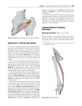IGURA   Músculo obturador externo, visión posterior.
IGURA   Músculo sartorio.
MÚSCULOS Y FASCIAS DEL MUSLO
En el muslo se localizan potentes vientres musculares que
mueven las articulaciones de la cadera y de la rodilla. La
morfología de los vientres es muy variable e incluyen
músculos acintados, músculos aplanados y músculos fusi-
formes. Los músculos están rodeados por la fascia profun-
da del muslo, denominada fascia lata, la cual forma un
cilindro que envuelve al muslo y termina a nivel de la
rodilla uniéndose a la rótula y a la extremidad superior de
la tibia.
En la cara interna del muslo la fascia lata es fina y deli-
cada, pero en la cara lateral presenta un franja gruesa y
potente que se extiende desde la cresta ilíaca hasta el cón-
dilo lateral de la tibia y que recibe el nombre de tracto
iliotibial. El engrosamiento se debe a que la fascia lata
recibe la inserción de aponeurosis procedentes de los
músculos glúteo mayor y tensor de la fascia lata.
En la porción anterior del muslo, por debajo del liga-
mento inguinal, la fascia es fina y presenta múltiples per-
foraciones (fascia cribiforme) por donde atraviesan vasos
sanguíneos y linfáticos. Entre los orificios destaca el hiato
safeno, por donde pasa la vena safena mayor en busca de
la vena femoral.
Desde la cara profunda de la fascia lata parten tabiques
intermusculares que se insertan en la línea áspera y en las
crestas supracondíleas del cuerpo del fémur. En el lado
externo está el tabique intermuscular lateral, que se in-
terpone entre el vasto externo y los músculos posteriores
(bíceps femoral). En la parte interna se dispone el tabique
intermuscular medial entre los músculos aproximadores
y los músculos posteriores (semitendinoso y semimembra-
noso). Estos tabiques son más marcados en la parte infe-
rior del muslo y contribuyen a delimitar tres grandes com-
partimentos en el muslo, el anterior, por delante de los
tabiques intermusculares, el posterior, por detrás de los
tabiques y el medial, que carece de una clara separación
aponeurótica.
Hacia el plano profundo la fascia lata también emite
expansiones que envuelven a los músculos del muslo. Es
importante resaltar que en los márgenes de algunos de los
músculos, los tabiques aponeuróticos al saltar de un
músculo al vecino, delimitan túneles fibrosos por donde
discurren los vasos femorales.
COMPARTIMENTO FEMORAL
ANTERIOR
Músculo sartorio7
(Figs. 7-25 y 7-26)
Forma y situación. Es un músculo acintado y muy largo,
situado en el plano superficial del compartimento ante-
rior, donde sigue un trayecto, ligeramente espiral, oblicuo
7
Sartorio de latín sartor = sastre. Por la postura de la pierna que los
sastres adoptaban para coser.
#APÓTULO  Aparato locomotor de la extremidad inferior 
 