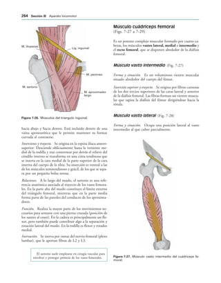 Lig. inguinal
M. pectíneo
M. aproximador
largo
M. sartorio
M. iliopsoas
IGURA   Músculos del triángulo inguinal.
IGURA   Músculo vasto intermedio del cuádriceps fe-
moral.
hacia abajo y hacia dentro. Está incluido dentro de una
vaina aponeurótica que le permite mantener su formar
curvada al contraerse.
Inserciones y trayecto. Se origina en la espina ilíaca antero-
superior. Desciende oblicuamente hasta la vertiente me-
dial de la rodilla y tras contornear por detrás el relieve del
cóndilo interno se transforma en una cinta tendinosa que
se inserta en la cara medial de la parte superior de la cara
interna del cuerpo de la tibia. Su inserción es ventral a las
de los músculos semitendinoso y grácil, de los que se sepa-
ra por un pequeña bolsa serosa.
Relaciones. A lo largo del muslo, el sartorio es una refe-
rencia anatómica asociada al trayecto de los vasos femora-
les. En la parte alta del muslo constituye el límite externo
del triángulo femoral, mientras que en la parte media
forma parte de las paredes del conducto de los aproxima-
dores.
Función. Realiza la mayor parte de los movimientos ne-
cesarios para sentarse con una pierna cruzada (posición de
los sastres al coser). En la cadera es principalmente un fle-
xor, pero también puede contribuir algo a la separación y
rotación lateral del muslo. En la rodilla es flexor y rotador
medial.
Inervación. Se inerva por ramas del nervio femoral (plexo
lumbar), que le aportan fibras de L2 y L3.
El sartorio suele emplearse en cirugía vascular para
envolver y proteger prótesis de los vasos femorales.
Músculo cuádriceps femoral
(Figs. 7-27 a 7-29)
Es un potente complejo muscular formado por cuatro ca-
bezas, los músculos vastos lateral, medial e intermedio y
el recto femoral, que se disponen alrededor de la diáfisis
femoral.
Músculo vasto intermedio (Fig. 7-27)
Forma y situación. Es un voluminoso vientre muscular
situado alrededor del cuerpo del fémur.
Inserción superior y trayecto. Se origina por fibras carnosas
de los dos tercios superiores de las caras lateral y anterior
de la diáfisis femoral. Las fibras forman un vientre muscu-
lar que tapiza la diáfisis del fémur dirigiéndose hacia la
rótula.
Músculo vasto lateral (Fig. 7-28)
Forma y situación. Ocupa una posición lateral al vasto
intermedio al que cubre parcialmente.
 3ECCIØN ))) Aparato locomotor
 