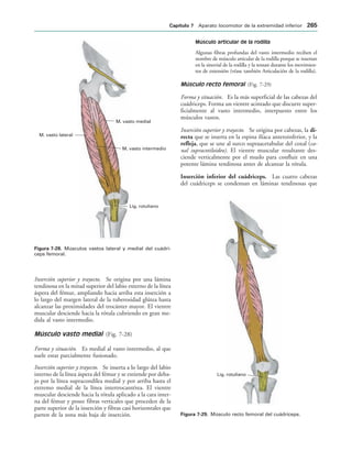 M. vasto medial
M. vasto intermedio
Lig. rotuliano
M. vasto lateral
IGURA   Músculos vastos lateral y medial del cuádri-
ceps femoral.
Lig. rotuliano
IGURA   Músculo recto femoral del cuádriceps.
Inserción superior y trayecto. Se origina por una lámina
tendinosa en la mitad superior del labio externo de la línea
áspera del fémur, ampliando hacia arriba esta inserción a
lo largo del margen lateral de la tuberosidad glútea hasta
alcanzar las proximidades del trocánter mayor. El vientre
muscular desciende hacia la rótula cubriendo en gran me-
dida al vasto intermedio.
Músculo vasto medial (Fig. 7-28)
Forma y situación. Es medial al vasto intermedio, al que
suele estar parcialmente fusionado.
Inserción superior y trayecto. Se inserta a lo largo del labio
interno de la línea áspera del fémur y se extiende por deba-
jo por la línea supracondílea medial y por arriba hasta el
extremo medial de la línea intertrocantérea. El vientre
muscular desciende hacia la rótula aplicado a la cara inter-
na del fémur y posee fibras verticales que proceden de la
parte superior de la inserción y fibras casi horizontales que
parten de la zona más baja de inserción.
Músculo articular de la rodilla
Algunas fibras profundas del vasto intermedio reciben el
nombre de músculo articular de la rodilla porque se insertan
en la sinovial de la rodilla y la tensan durante los movimien-
tos de extensión (véase también Articulación de la rodilla).
Músculo recto femoral (Fig. 7-29)
Forma y situación. Es la más superficial de las cabezas del
cuádriceps. Forma un vientre acintado que discurre super-
ficialmente al vasto intermedio, interpuesto entre los
músculos vastos.
Inserción superior y trayecto. Se origina por cabezas, la di-
recta que se inserta en la espina ilíaca anteroinferior, y la
refleja, que se une al surco supraacetabular del coxal (ca-
nal supracotiloideo). El vientre muscular resultante des-
ciende verticalmente por el muslo para confluir en una
potente lámina tendinosa antes de alcanzar la rótula.
Inserción inferior del cuádriceps. Las cuatro cabezas
del cuádriceps se condensan en láminas tendinosas que
#APÓTULO  Aparato locomotor de la extremidad inferior 
 