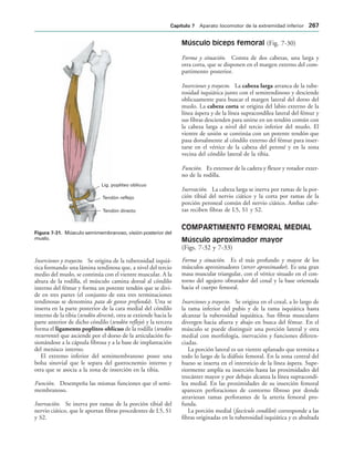 Lig. poplíteo oblicuo
Tendón reflejo
Tendón directo
IGURA   Músculo semimembranoso, visión posterior del
muslo.
Inserciones y trayecto. Se origina de la tuberosidad isquiá-
tica formando una lámina tendinosa que, a nivel del tercio
medio del muslo, se continúa con el vientre muscular. A la
altura de la rodilla, el músculo camina dorsal al cóndilo
interno del fémur y forma un potente tendón que se divi-
de en tres partes (el conjunto de esta tres terminaciones
tendinosas se denomina pata de ganso profunda). Una se
inserta en la parte posterior de la cara medial del cóndilo
interno de la tibia (tendón directo), otra se extiende hacia la
parte anterior de dicho cóndilo (tendón reflejo) y la tercera
forma el ligamento poplíteo oblicuo de la rodilla (tendón
recurrente) que asciende por el dorso de la articulación fu-
sionándose a la cápsula fibrosa y a la base de implantación
del menisco interno.
El extremo inferior del semimembranoso posee una
bolsa sinovial que le separa del gastrocnemio interno y
otra que se asocia a la zona de inserción en la tibia.
Función. Desempeña las mismas funciones que el semi-
membranoso.
Inervación. Se inerva por ramas de la porción tibial del
nervio ciático, que le aportan fibras procedentes de L5, S1
y S2.
Músculo bíceps femoral (Fig. 7-30)
Forma y situación. Consta de dos cabezas, una larga y
otra corta, que se disponen en el margen externo del com-
partimento posterior.
Inserciones y trayecto. La cabeza larga arranca de la tube-
rosidad isquiática junto con el semitendinoso y desciende
oblicuamente para buscar el margen lateral del dorso del
muslo. La cabeza corta se origina del labio externo de la
línea áspera y de la línea supracondílea lateral del fémur y
sus fibras descienden para unirse en un tendón común con
la cabeza larga a nivel del tercio inferior del muslo. El
vientre de unión se continúa con un potente tendón que
pasa dorsalmente al cóndilo externo del fémur para inser-
tarse en el vértice de la cabeza del peroné y en la zona
vecina del cóndilo lateral de la tibia.
Función. Es extensor de la cadera y flexor y rotador exter-
no de la rodilla.
Inervación. La cabeza larga se inerva por ramas de la por-
ción tibial del nervio ciático y la corta por ramas de la
porción peroneal común del nervio ciático. Ambas cabe-
zas reciben fibras de L5, S1 y S2.
COMPARTIMENTO FEMORAL MEDIAL
Músculo aproximador mayor
(Figs. 7-32 y 7-33)
Forma y situación. Es el más profundo y mayor de los
músculos aproximadores (tercer aproximador). Es una gran
masa muscular triangular, con el vértice situado en el con-
torno del agujero obturador del coxal y la base orientada
hacia el cuerpo femoral.
Inserciones y trayecto. Se origina en el coxal, a lo largo de
la rama inferior del pubis y de la rama isquiática hasta
alcanzar la tuberosidad isquiática. Sus fibras musculares
divergen hacia afuera y abajo en busca del fémur. En el
músculo se puede distinguir una porción lateral y otra
medial con morfología, inervación y funciones diferen-
ciadas.
La porción lateral es un vientre aplanado que termina a
todo lo largo de la diáfisis femoral. En la zona central del
hueso se inserta en el intersticio de la línea áspera. Supe-
riormente amplía su inserción hasta las proximidades del
trocánter mayor y por debajo alcanza la línea supracondí-
lea medial. En las proximidades de su inserción femoral
aparecen perforaciones de contorno fibroso por donde
atraviesan ramas perforantes de la arteria femoral pro-
funda.
La porción medial (fascículo condíleo) corresponde a las
fibras originadas en la tuberosidad isquiática y es abultada
#APÓTULO  Aparato locomotor de la extremidad inferior 
 