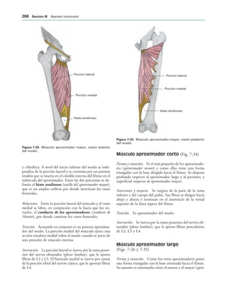 Hiato tendinoso
Porción medial
Porción lateral
IGURA   Músculo aproximador mayor, visión anterior
del muslo.
Porción lateral
Porción medial
Hiato tendinoso
IGURA   Músculo aproximador mayor, visión posterior
del muslo.
y cilíndrica. A nivel del tercio inferior del muslo se inde-
pendiza de la porción lateral y se continúa por un potente
tendón que se inserta en el cóndilo interno del fémur en el
tubérculo del aproximador. Entre las dos porciones se de-
limita el hiato tendinoso (anillo del aproximador mayor),
que es un amplio orificio por donde atraviesan los vasos
femorales.
Relaciones. Entre la porción lateral del músculo y el vasto
medial se labra, en conjunción con la fascia que los en-
vuelve, el conducto de los aproximadores (conducto de
Hunter), por donde caminan los vasos femorales.
Función. Actuando en conjunto es un potente aproxima-
dor del muslo. La porción medial del músculo ejerce una
acción rotadora medial sobre el muslo cuando se parte de
una posición de rotación externa.
Inervación. La porción lateral se inerva por la rama poste-
rior del nervio obturador (plexo lumbar), que le aporta
fibras de L2 y L3. El fascículo medial se inerva por ramas
de la porción tibial del nervio ciático, que le aportan fibras
de L4.
Músculo aproximador corto (Fig. 7-34)
Forma y situación. Es el más pequeño de los aproximado-
res (aproximador menor) y como ellos tiene una forma
triangular con la base dirigida hacia el fémur. Se dispone
profundo respecto al aproximador largo y al pectíneo, y
superficial respecto al aproximador mayor.
Inserciones y trayecto. Se origina de la parte de la rama
inferior y del cuerpo del pubis. Sus fibras se dirigen hacia
abajo y afuera y terminan en el intersticio de la mitad
superior de la línea áspera del fémur.
Función. Es aproximador del muslo.
Inervación. Se inerva por la rama posterior del nervio ob-
turador (plexo lumbar), que le aporta fibras procedentes
de L2, L3 y L4.
Músculo aproximador largo
(Figs. 7-26 y 7-35)
Forma y situación. Como los otros aproximadores posee
una forma triangular con la base orientada hacia el fémur.
Su tamaño es intermedio entre el menor y el mayor (apro-
 3ECCIØN ))) Aparato locomotor
 