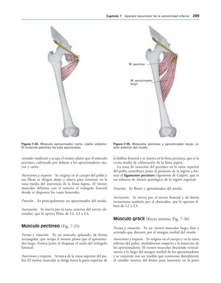 IGURA   Músculo aproximador corto, visión anterior.
El músculo pectíneo ha sido seccionado.
M. pectíneo
M. aproximador
largo
IGURA   Músculos pectíneo y aproximador largo, vi-
sión anterior del muslo.
ximador mediano) y ocupa el mismo plano que el músculo
pectíneo, cubriendo por delante a los aproximadores ma-
yor y corto.
Inserciones y trayecto. Se origina en el cuerpo del pubis y
sus fibras se dirigen abajo y afuera para terminar en la
zona media del intersticio de la línea áspera. El vientre
muscular delimita con el sartorio el triángulo femoral
donde se disponen los vasos femorales.
Función. Es principalmente un aproximador del muslo.
Inervación. Se inerva por la rama anterior del nervio ob-
turador, que le aporta fibras de L2, L3 y L4.
Músculo pectíneo (Fig. 7-25)
Forma y situación. Es un músculo aplanado, de forma
rectangular, que ocupa el mismo plano que el aproxima-
dor largo. Forma junto al iliopsoas el suelo del triángulo
femoral.
Inserciones y trayecto. Arranca de la rama superior del pu-
bis. El vientre muscular se dirige hacia la parte superior de
la diáfisis femoral y se inserta en la línea pectinea, que es la
cresta media de trifurcación de la línea áspera.
La zona de inserción del pectíneo en la rama superior
del pubis contribuye junto al periostio de la región a for-
mar el ligamento pectíneo (ligamento de Cooper), que es
un refuerzo de interés quirúrgico de la región inguinal.
Función. Es flexor y aproximador del muslo.
Inervación. Se inerva por el nervio femoral y de forma
inconstante también por el obturador, que le aportan fi-
bras de L2 y L3.
Músculo grácil (Recto interno; Fig. 7-36)
Forma y situación. Es un vientre muscular largo, fino y
acintado que discurre por el margen medial del muslo.
Inserciones y trayecto. Se origina en el cuerpo y en la rama
inferior del pubis, medialmente respecto a la inserción de
los aproximadores. El vientre muscular desciende vertical-
mente a lo largo del margen medial de los aproximadores
y se continúa con un tendón que contornea dorsalmente
al cóndilo interno del fémur para insertarse en la parte
#APÓTULO  Aparato locomotor de la extremidad inferior 
 