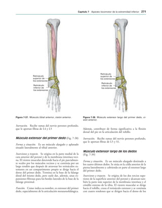 Retináculo
superior de
los extensores
Retináculo
inferior de
los extensores
IGURA   Músculo tibial anterior, visión anterior.
Retináculo
superior de
los extensores
Retináculo
inferior de
los extensores
IGURA   Músculo extensor largo del primer dedo, vi-
sión anterior.
Inervación. Recibe ramas del nervio peroneo profundo,
que le aportan fibras de L4 y L5
Músculo extensor del primer dedo (Fig. 7-38)
Forma y situación. Es un músculo alargado y aplanado
situado lateralmente al tibial anterior.
Inserciones y trayecto. Se origina en la parte medial de la
cara anterior del peroné y de la membrana interósea veci-
na. El vientre muscular desciende hacia el pie parcialmen-
te oculto por los músculos vecinos y se continúa por un
largo tendón que después de atravesar los retináculos ex-
tensores en un compartimento propio se dirige hacia el
dorso del primer dedo. Termina en la base de la falange
distal del mismo dedo, pero suele dar, además, unas ex-
pansiones fibrosas para los bordes laterales de la base de la
falange proximal.
Función. Como indica su nombre, es extensor del primer
dedo, especialmente de la articulación metatarsofalángica.
Además, contribuye de forma significativa a la flexión
dorsal del pie en la articulación del tobillo.
Inervación. Recibe ramas del nervio peroneo profundo,
que le aportan fibras de L5 y S1.
Músculo extensor largo de los dedos
(Fig. 7-39)
Forma y situación. Es un músculo alargado destinado a
los cuatro últimos dedos. Se sitúa en la celda anterior de la
pierna lateralmente y cubriendo en parte al extensor largo
del primer dedo.
Inserciones y trayecto. Se origina de los dos tercios supe-
riores de la superficie anterior del peroné y alcanzan tam-
bién la parte más superior de la membrana interósea y el
cóndilo externo de la tibia. El vientre muscular se dirige
hacia el tobillo, cruza el retináculo extensor y se continúa
con cuatro tendones que se dirigen hacia el dorso de los
#APÓTULO  Aparato locomotor de la extremidad inferior 
 