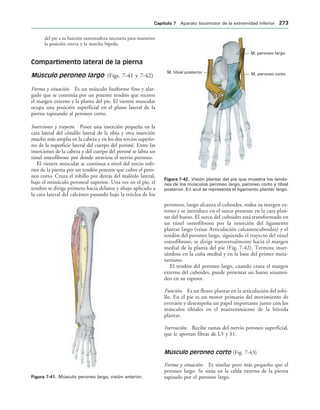 IGURA   Músculo peroneo largo, visión anterior.
M. peroneo largo
M. peroneo corto
M. tibial posterior
IGURA   Visión plantar del pie que muestra los tendo-
nes de los músculos peroneo largo, peroneo corto y tibial
posterior. En azul se representa el ligamento plantar largo.
del pie a su función sustentadora necesaria para mantener
la posición erecta y la marcha bípeda.
Compartimento lateral de la pierna
Músculo peroneo largo (Figs. 7-41 y 7-42)
Forma y situación. Es un músculo fusiforme fino y alar-
gado que se continúa por un potente tendón que recorre
el margen externo y la planta del pie. El vientre muscular
ocupa una posición superficial en el plano lateral de la
pierna tapizando al peroneo corto.
Inserciones y trayecto. Posee una inserción pequeña en la
cara lateral del cóndilo lateral de la tibia y otra inserción
mucho más amplia en la cabeza y en los dos tercios superio-
res de la superficie lateral del cuerpo del peroné. Entre las
inserciones de la cabeza y del cuerpo del peroné se labra un
túnel osteofibroso por donde atraviesa el nervio peroneo.
El vientre muscular se continua a nivel del tercio infe-
rior de la pierna por un tendón potente que cubre el pero-
neo corto. Cruza el tobillo por detrás del maléolo lateral,
bajo el retináculo peroneal superior. Una vez en el pie, el
tendón se dirige primero hacia delante y abajo aplicado a
la cara lateral del calcáneo pasando bajo la tróclea de los
peroneos, luego alcanza el cuboides, rodea su margen ex-
terno y se introduce en el surco presente en la cara plan-
tar del hueso. El surco del cuboides está transformado en
un túnel osteofibroso por la inserción del ligamento
plantar largo (véase Articulación calcaneocuboidea) y el
tendón del peroneo largo, siguiendo el trayecto del túnel
osteofibroso, se dirige transversalmente hacia el margen
medial de la planta del pie (Fig. 7-42). Termina inser-
tándose en la cuña medial y en la base del primer meta-
tarsiano.
El tendón del peroneo largo, cuando cruza el margen
externo del cuboides, puede presentar un hueso sesamoi-
deo en su espesor.
Función. Es un flexor plantar en la articulación del tobi-
llo. En el pie es un motor primario del movimiento de
eversión y desempeña un papel importante junto con los
músculos tibiales en el mantenimiento de la bóveda
plantar.
Inervación. Recibe ramas del nervio peroneo superficial,
que le aportan fibras de L5 y S1.
Músculo peroneo corto (Fig. 7-43)
Forma y situación. Es similar pero más pequeño que el
peroneo largo. Se sitúa en la celda externa de la pierna
tapizado por el peroneo largo.
#APÓTULO  Aparato locomotor de la extremidad inferior 
 