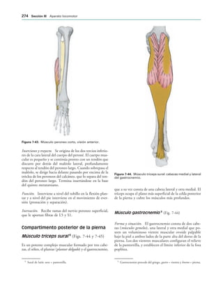 IGURA   Músculo peroneo corto, visión anterior.
IGURA   Músculo tríceps sural: cabezas medial y lateral
del gastrocnemio.
Inserciones y trayecto. Se origina de los dos tercios inferio-
res de la cara lateral del cuerpo del peroné. El cuerpo mus-
cular es pequeño y se continúa pronto con un tendón que
discurre por detrás del maléolo lateral, profundamente
respecto al tendón del peroneo largo. Cuando sobrepasa el
maléolo, se dirige hacia delante pasando por encima de la
tróclea de los peroneos del calcáneo, que lo separa del ten-
dón del peroneo largo. Termina insertándose en la base
del quinto metatarsiano.
Función. Interviene a nivel del tobillo en la flexión plan-
tar y a nivel del pie interviene en el movimiento de ever-
sión (pronación y separación).
Inervación. Recibe ramas del nervio peroneo superficial,
que le aportan fibras de L5 y S1.
Compartimento posterior de la pierna
Músculo tríceps sural 8
(Figs. 7-44 y 7-45)
Es un potente complejo muscular formado por tres cabe-
zas, el sóleo, el plantar (plantar delgado) y el gastrocnemio,
que a su vez consta de una cabeza lateral y otra medial. El
tríceps ocupa el plano más superficial de la celda posterior
de la pierna y cubre los músculos más profundos.
Músculo gastrocnemio 9
(Fig. 7-44)
Forma y situación. El gastrocnemio consta de dos cabe-
zas (músculos gemelos), una lateral y otra medial que po-
seen un voluminoso vientre muscular ovoide palpable
bajo la piel a ambos lados de la parte alta del dorso de la
pierna. Los dos vientres musculares configuran el relieve
de la pantorrilla, y establecen el límite inferior de la fosa
poplítea.
8
Sural de latín sura = pantorrilla. 9
Gastrocnemio procede del griego, gastro = vientre y kneme = pierna.
 3ECCIØN ))) Aparato locomotor
 
