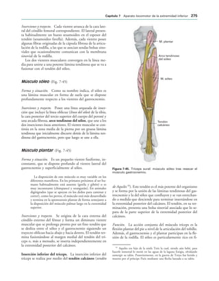 M. plantar
Arco tendinoso
del sóleo
M. sóleo
Tendón
calcáneo
IGURA   Tríceps sural: músculo sóleo tras resecar el
músculo gastrocnemio.
Inserciones y trayecto. Cada vientre arranca de la cara late-
ral del cóndilo femoral correspondiente. El lateral presen-
ta habitualmente un hueso sesamoideo en el espesor del
tendón (sesamoideo favella). Además, cada vientre posee
algunas fibras originadas de la cápsula fibrosa de la articu-
lación de la rodilla, a las que se asocian sendas bolsas sino-
viales que ocasionalmente comunican con la membrana
sinovial de la rodilla.
Los dos vientres musculares convergen en la línea me-
dia para unirse a una potente lámina tendinosa que se va a
fusionar con el tendón del sóleo.
Músculo sóleo (Fig. 7-45)
Forma y situación. Como su nombre indica, el sóleo es
una lámina muscular en forma de suela que se dispone
profundamente respecto a los vientres del gastrocnemio.
Inserciones y trayecto. Posee una línea arqueada de inser-
ción que incluye la línea oblicua (línea del sóleo) de la tibia,
la cara posterior del tercio superior del cuerpo del peroné y
una arcada fibrosa, arco tendinoso del sóleo, que une a los
dos inserciones óseas anteriores. El vientre muscular se con-
tinúa en la zona media de la pierna por un gruesa lámina
tendinosa que inicialmente discurre detrás de la lámina ten-
dinosa del gastrocnemio, pero que luego se une a ella.
Músculo plantar (Fig. 7-45)
Forma y situación. Es un pequeño vientre fusiforme, in-
constante, que se dispone profundo al vientre lateral del
gastrocnemio y superficialmente al sóleo.
La disposición de este músculo es muy variable en los
diferentes mamíferos. En los primates próximos al ser hu-
mano habitualmente está ausente (gorila y gibón) o es
muy inconstante (chimpancé y orangután). En animales
digitigrados (que se apoyan en los dedos para caminar y
correr), como los perros, el músculo está más desarrollado
y termina en la aponeurosis plantar de forma semejante a
la disposición del músculo palmar largo en la extremidad
superior.
Inserciones y trayecto. Se origina de la cara externa del
cóndilo externo del fémur y forma un diminuto vientre
muscular que se prolonga pronto por un fino tendón que
se desliza entre el sóleo y el gastrocnemio siguiendo un
trayecto oblicuo hacia abajo y hacia dentro. El tendón ter-
mina fusionándose al margen medial del tendón del trí-
ceps o, más a menudo, se inserta independientemente en
la extremidad posterior del calcáneo.
Inserción inferior del tríceps. La inserción inferior del
tríceps se realiza por medio del tendón calcáneo (tendón
de Aquiles 10
). Este tendón es el más potente del organismo
y se forma por la unión de las láminas tendinosas del gas-
trocnemio y la del sóleo que confluyen y se van estrechan-
do a medida que desciende para terminar insertándose en
la extremidad posterior del calcáneo. El tendón, en su ter-
minación, presenta una bolsa sinovial asociada que lo se-
para de la parte superior de la extremidad posterior del
calcáneo.
Función. La acción conjunta del músculo tríceps es la
flexión plantar del pie a nivel de la articulación del tobillo.
Además, el gastrocnemio y el plantar participan en la fle-
xión de la rodilla. El sóleo es particularmente rico en fi-
10
Aquiles era hijo de la ninfa Tetis la cual, siendo aún bebé, para
hacerle inmortal lo metió en las aguas de la laguna Estigia, olvidando
sumergir su talón. Posteriormente, en la guerra de Troya fue herido y
muerto por el príncipe Paris mediante una flecha lanzada a su talón.
#APÓTULO  Aparato locomotor de la extremidad inferior 
 