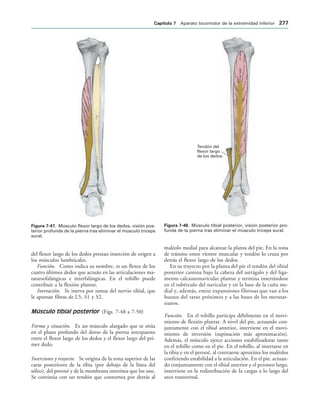 IGURA   Músculo flexor largo de los dedos, visión pos-
terior profunda de la pierna tras eliminar el músculo tríceps
sural.
Tendón del
flexor largo
de los dedos
IGURA   Músculo tibial posterior, visión posterior pro-
funda de la pierna tras eliminar el músculo tríceps sural.
del flexor largo de los dedos prestan inserción de origen a
los músculos lumbricales.
Función. Como indica su nombre, es un flexor de los
cuatro últimos dedos que actuán en las articulaciones ma-
tatarsofalángicas e interfalángicas. En el tobillo puede
contribuir a la flexión plantar.
Inervación. Se inerva por ramas del nervio tibial, que
le aportan fibras de L5, S1 y S2.
Músculo tibial posterior (Figs. 7-48 a 7-50)
Forma y situación. Es un músculo alargado que se sitúa
en el plano profundo del dorso de la pierna interpuesto
entre el flexor largo de los dedos y el flexor largo del pri-
mer dedo.
Inserciones y trayecto. Se origina de la zona superior de las
caras posteriores de la tibia (por debajo de la línea del
sóleo), del peroné y de la membrana interósea que los une.
Se continúa con un tendón que contornea por detrás al
maléolo medial para alcanzar la planta del pie. En la zona
de tránsito entre vientre muscular y tendón lo cruza por
detrás el flexor largo de los dedos.
En su trayecto por la planta del pie el tendón del tibial
posterior camina bajo la cabeza del astrágalo y del liga-
mento calcaneonavicular plantar y termina insertándose
en el tubérculo del navicular y en la base de la cuña me-
dial y, además, emite expansiones fibrosas que van a los
huesos del tarso próximos y a las bases de los metatar-
sianos.
Función. En el tobillo participa débilmente en el movi-
miento de flexión plantar. A nivel del pie, actuando con-
juntamente con el tibial anterior, interviene en el movi-
miento de inversión (supinación más aproximación).
Además, el músculo ejerce acciones estabilizadoras tanto
en el tobillo como en el pie. En el tobillo, al insertarse en
la tibia y en el peroné, al contraerse aproxima los maléolos
confiriendo estabilidad a la articulación. En el pie, actuan-
do conjuntamente con el tibial anterior y el peroneo largo,
interviene en la redistribución de la cargas a lo largo del
arco transversal.
#APÓTULO  Aparato locomotor de la extremidad inferior 
 
