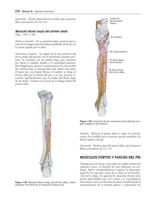 IGURA   Músculo flexor largo del primer dedo, visión
posterior tras eliminar el músculo tríceps sural.
M. flexor largo
del primer dedo
M. flexor largo
de los dedos
M. tibial posterior
M. poplíteo
Anillo del
aproximador
mayor
IGURA   Conjunto de los músculos profundos de la re-
gión posterior de la pierna.
Inervación. Recibe ramas del nervio tibial, que le aportan
fibras procedentes de L4 y L5.
Músculo flexor largo del primer dedo
(Figs. 7-49 a 7-50)
Forma y situación. Es un músculo largo y potente que se
sitúa en el margen lateral del plano profundo del dorso de
la pierna tapado por el sóleo.
Inserciones y trayecto. Se origina de la cara posterior del
tercio medio del peroné y de la membrana interósea pró-
xima. Se continúa con un tendón largo que contornea
por detrás el maléolo medial y la extremidad posterior
del astrágalo para situarse a continuación en la cara medial
del calcáneo bajo el sustentaculum tali, donde está sujeto
al hueso por una banda fibrosa. El tendón se dirige al
primer dedo por la planta del pie y, en este trayecto, es
cruzado superficialmente por el tendón del flexor largo
de los dedos. Termina en la base de la falange distal del
primer dedo.
Función. Flexiona el primer dedo en todas sus articula-
ciones. En el tobillo, por su trayecto, puede contribuir a la
flexión plantar del pie.
Inervación. Recibe ramas del nervio tibial, que le aportan
fibras procedentes de S1 y S2.
MÚSCULOS CORTOS Y FASCIAS DEL PIE
Al igual que en la mano, el pie aloja un amplio número de
músculos cortos. La función de estos músculos, sin em-
bargo, difiere considerablemente respecto al importante
papel de los músculos cortos de la mano en la moviliza-
ción de los dedos. En general, los músculos del pie están
menos desarrollados que en la mano y su trascendencia
funcional se asocia a la función de apoyo contribuyendo al
mantenimiento de la bóveda plantar y soportando las
 3ECCIØN ))) Aparato locomotor
 