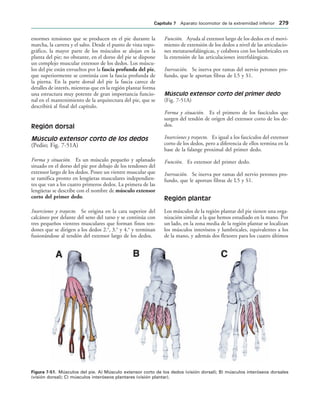 IGURA   Músculos del pie. A) Músculo extensor corto de los dedos (visión dorsal); B) músculos interóseos dorsales
(visión dorsal); C) músculos interóseos plantares (visión plantar).
enormes tensiones que se producen en el pie durante la
marcha, la carrera y el salto. Desde el punto de vista topo-
gráfico, la mayor parte de los músculos se alojan en la
planta del pie; no obstante, en el dorso del pie se dispone
un complejo muscular extensor de los dedos. Los múscu-
los del pie están envueltos por la fascia profunda del pie,
que superiormente se continúa con la fascia profunda de
la pierna. En la parte dorsal del pie la fascia carece de
detalles de interés, mientras que en la región plantar forma
una estructura muy potente de gran importancia funcio-
nal en el mantenimiento de la arquitectura del pie, que se
describirá al final del capítulo.
Región dorsal
Músculo extensor corto de los dedos
(Pedio; Fig. 7-51A)
Forma y situación. Es un músculo pequeño y aplanado
situado en el dorso del pie por debajo de los tendones del
extensor largo de los dedos. Posee un vientre muscular que
se ramifica pronto en lengüetas musculares independien-
tes que van a los cuatro primeros dedos. La primera de las
lengüetas se describe con el nombre de músculo extensor
corto del primer dedo.
Inserciones y trayecto. Se origina en la cara superior del
calcáneo por delante del seno del tarso y se continúa con
tres pequeños vientres musculares que forman finos ten-
dones que se dirigen a los dedos 2.o
, 3.o
y 4.o
y terminan
fusionándose al tendón del extensor largo de los dedos.
Función. Ayuda al extensor largo de los dedos en el movi-
miento de extensión de los dedos a nivel de las articulacio-
nes metatarsofalángicas, y colabora con los lumbricales en
la extensión de las articulaciones interfalángicas.
Inervación. Se inerva por ramas del nervio peroneo pro-
fundo, que le aportan fibras de L5 y S1.
Músculo extensor corto del primer dedo
(Fig. 7-51A)
Forma y situación. Es el primero de los fascículos que
surgen del tendón de origen del extensor corto de los de-
dos.
Inserciones y trayecto. Es igual a los fascículos del extensor
corto de los dedos, pero a diferencia de ellos termina en la
base de la falange proximal del primer dedo.
Función. Es extensor del primer dedo.
Inervación. Se inerva por ramas del nervio peroneo pro-
fundo, que le aportan fibras de L5 y S1.
Región plantar
Los músculos de la región plantar del pie tienen una orga-
nización similar a la que hemos estudiado en la mano. Por
un lado, en la zona media de la región plantar se localizan
los músculos interóseos y lumbricales, equivalentes a los
de la mano, y además dos flexores para los cuatro últimos
#APÓTULO  Aparato locomotor de la extremidad inferior 
 